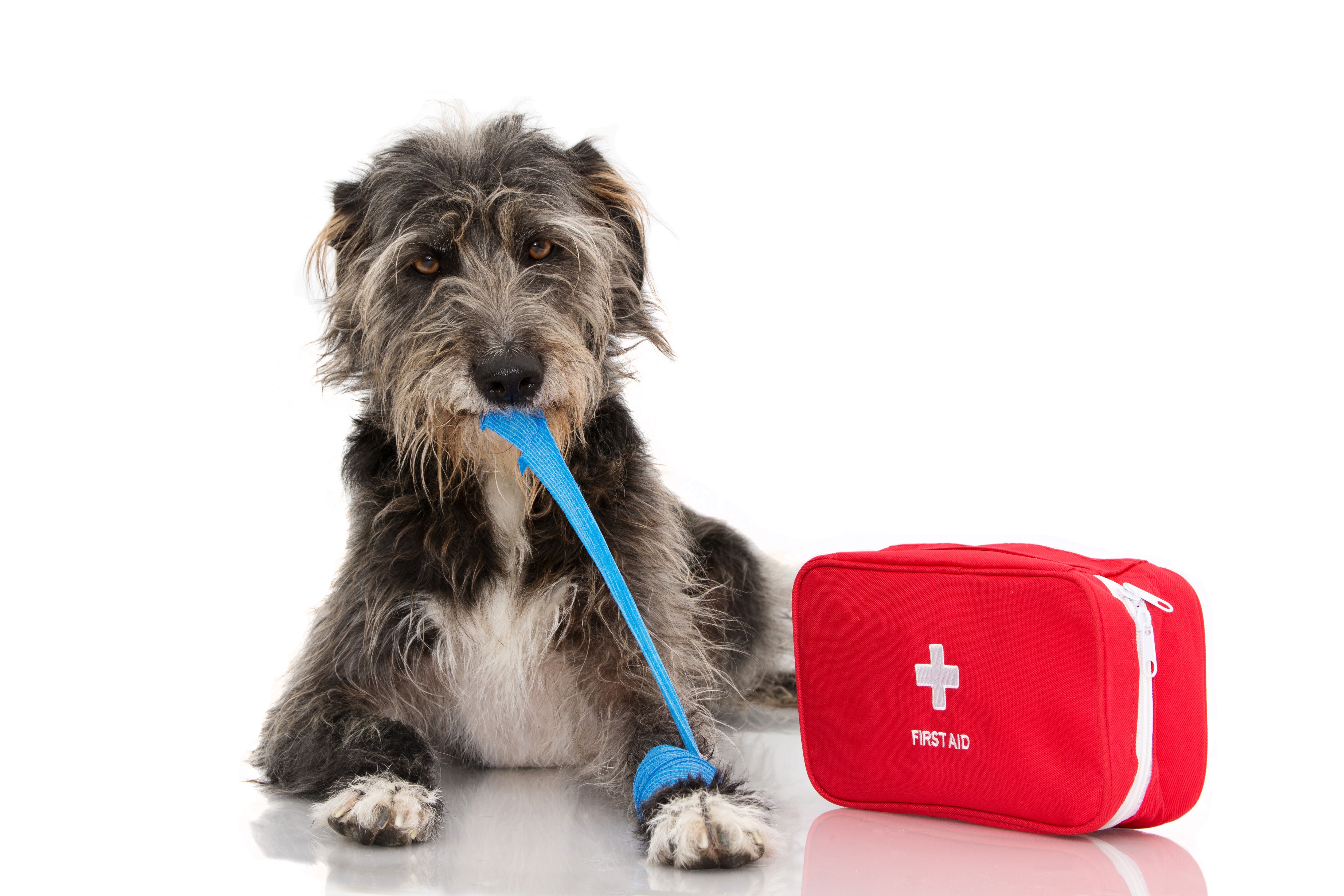 pet first aid