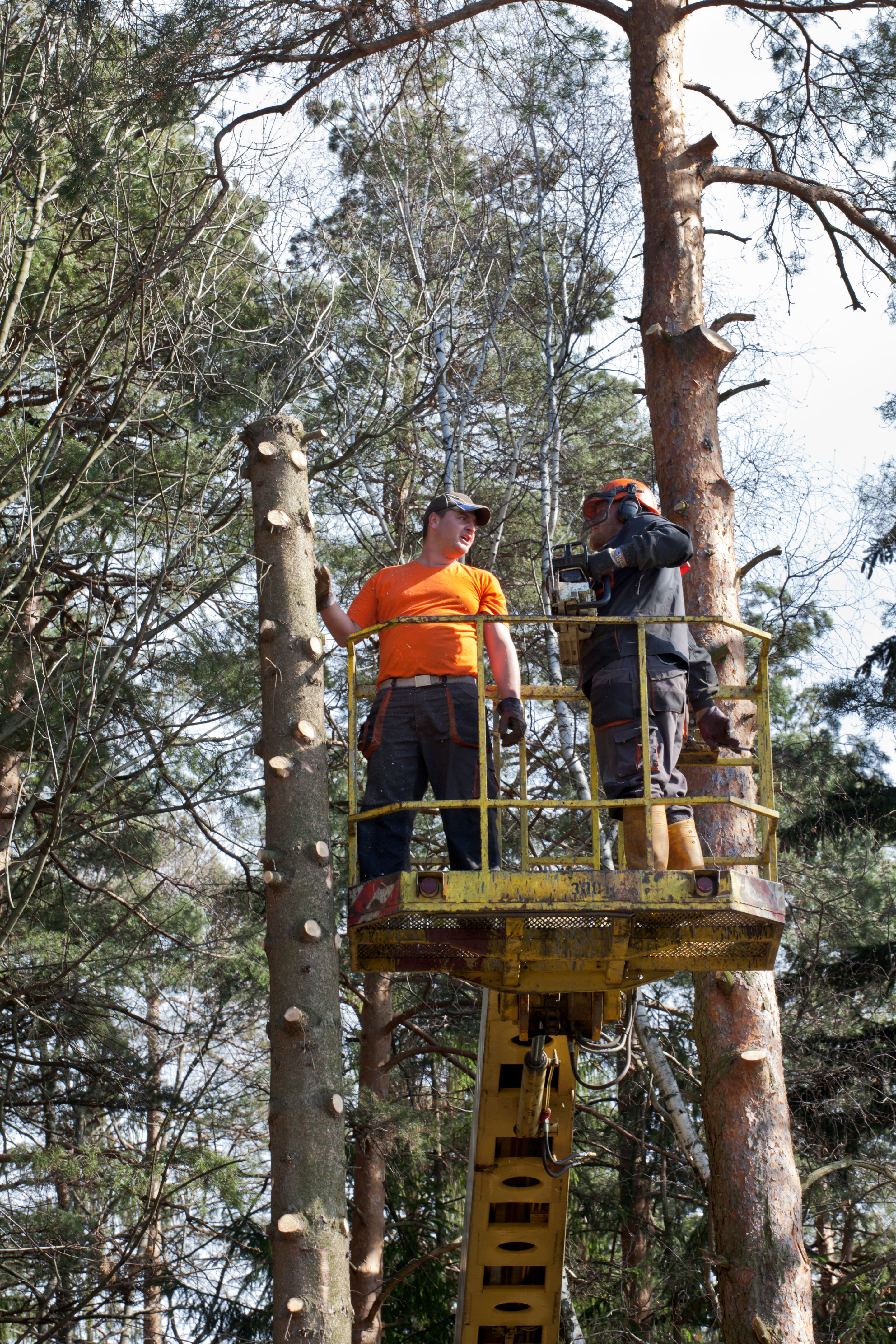 arborist consultation