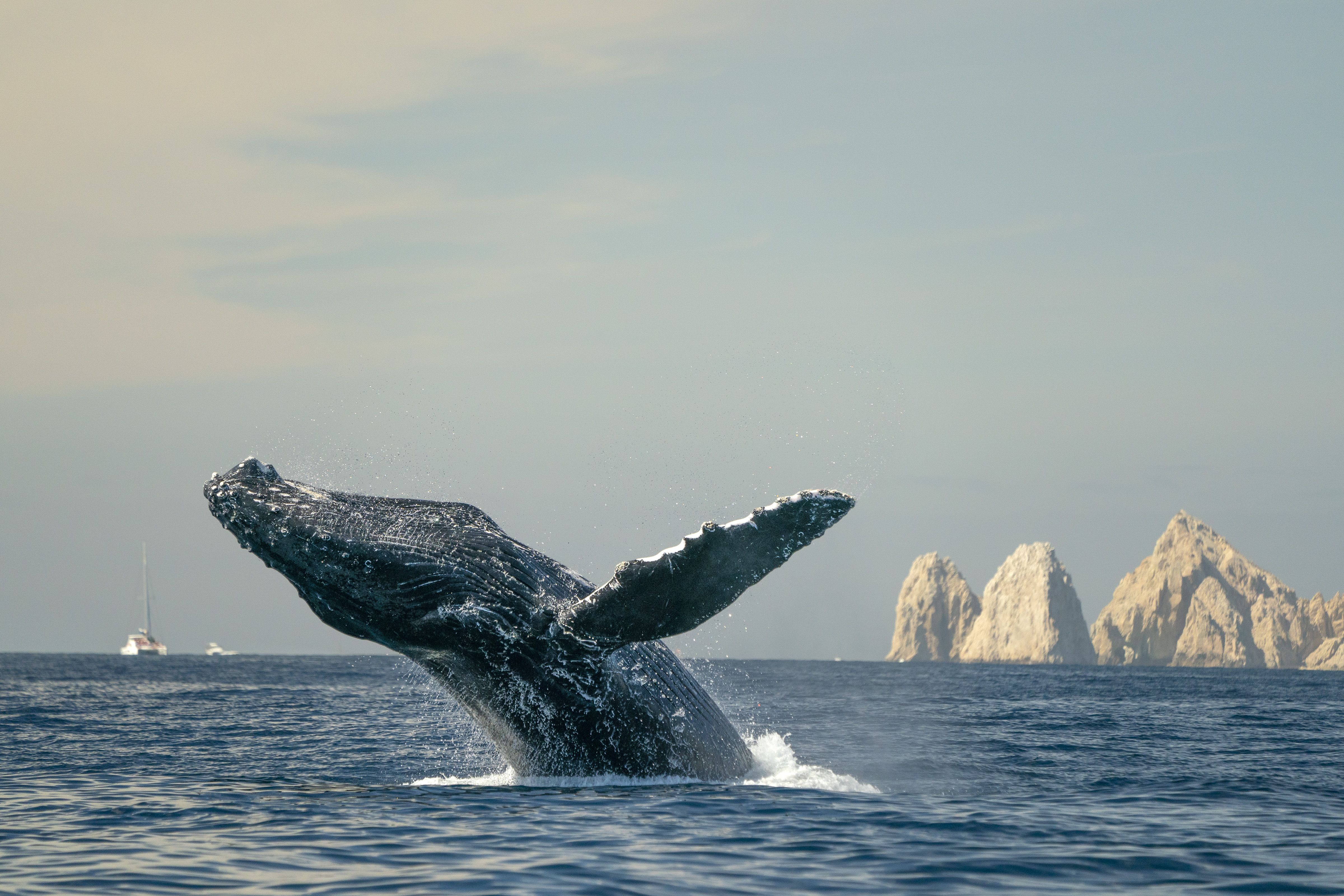 whale watching cabo