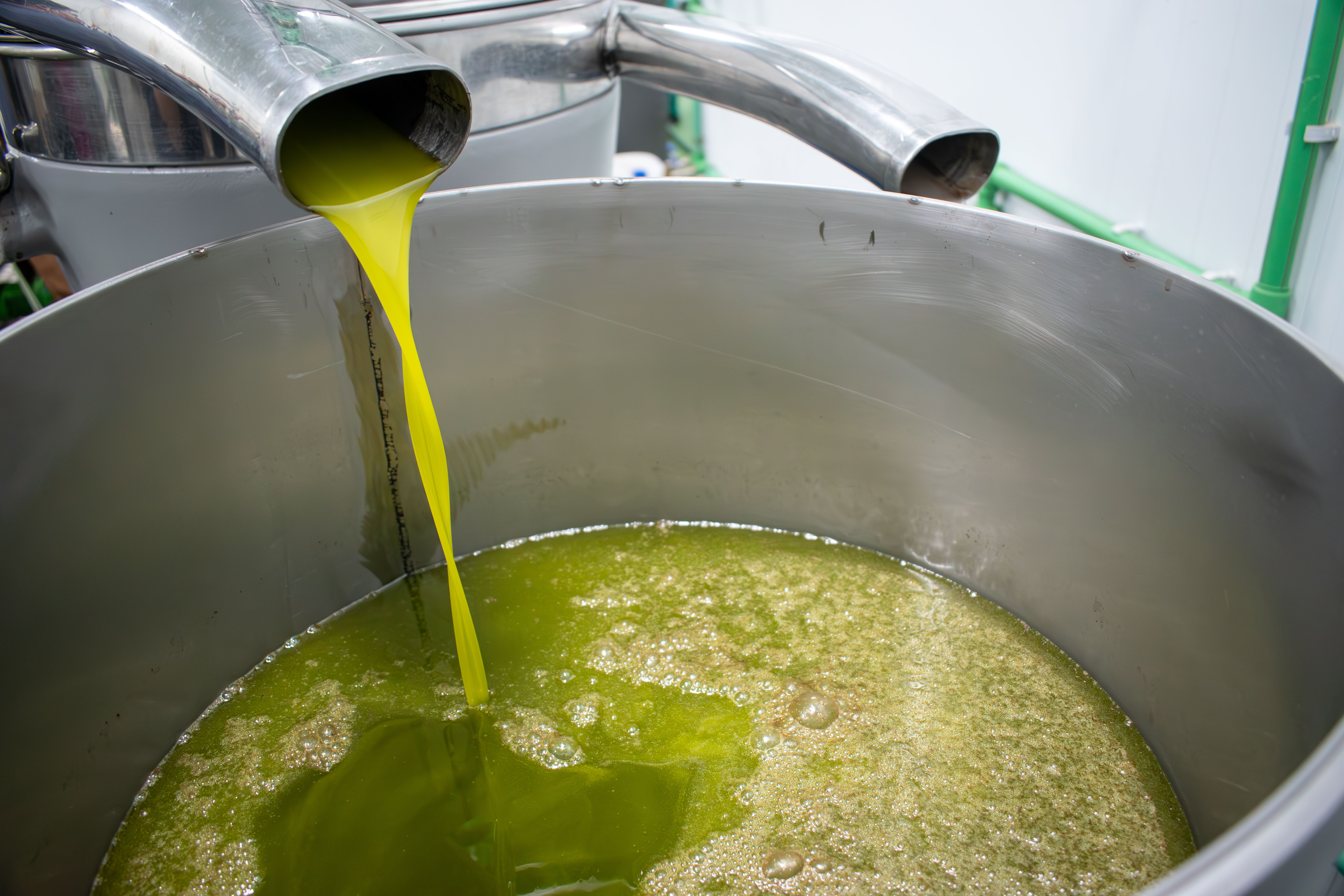 olive oil production