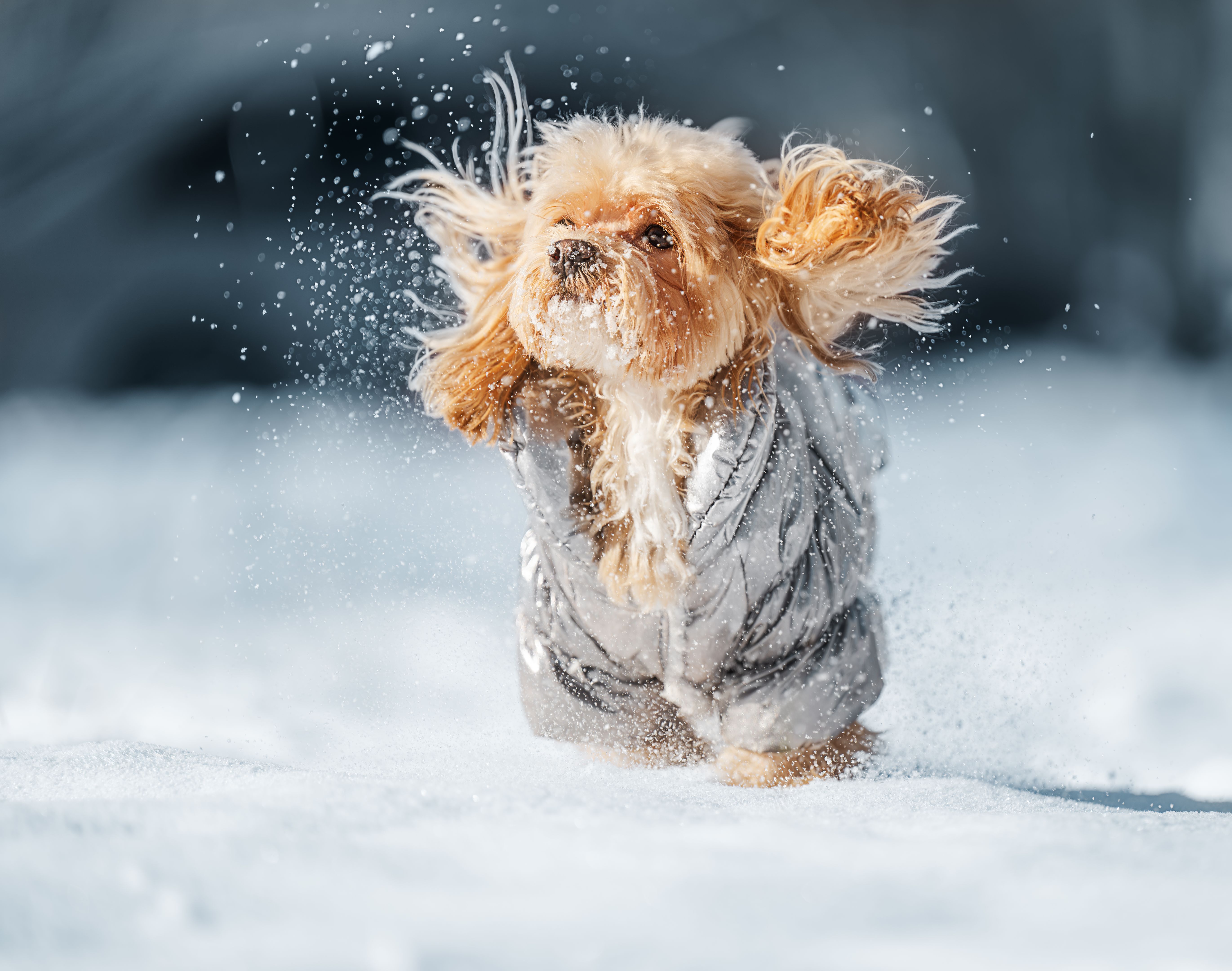 dog snow