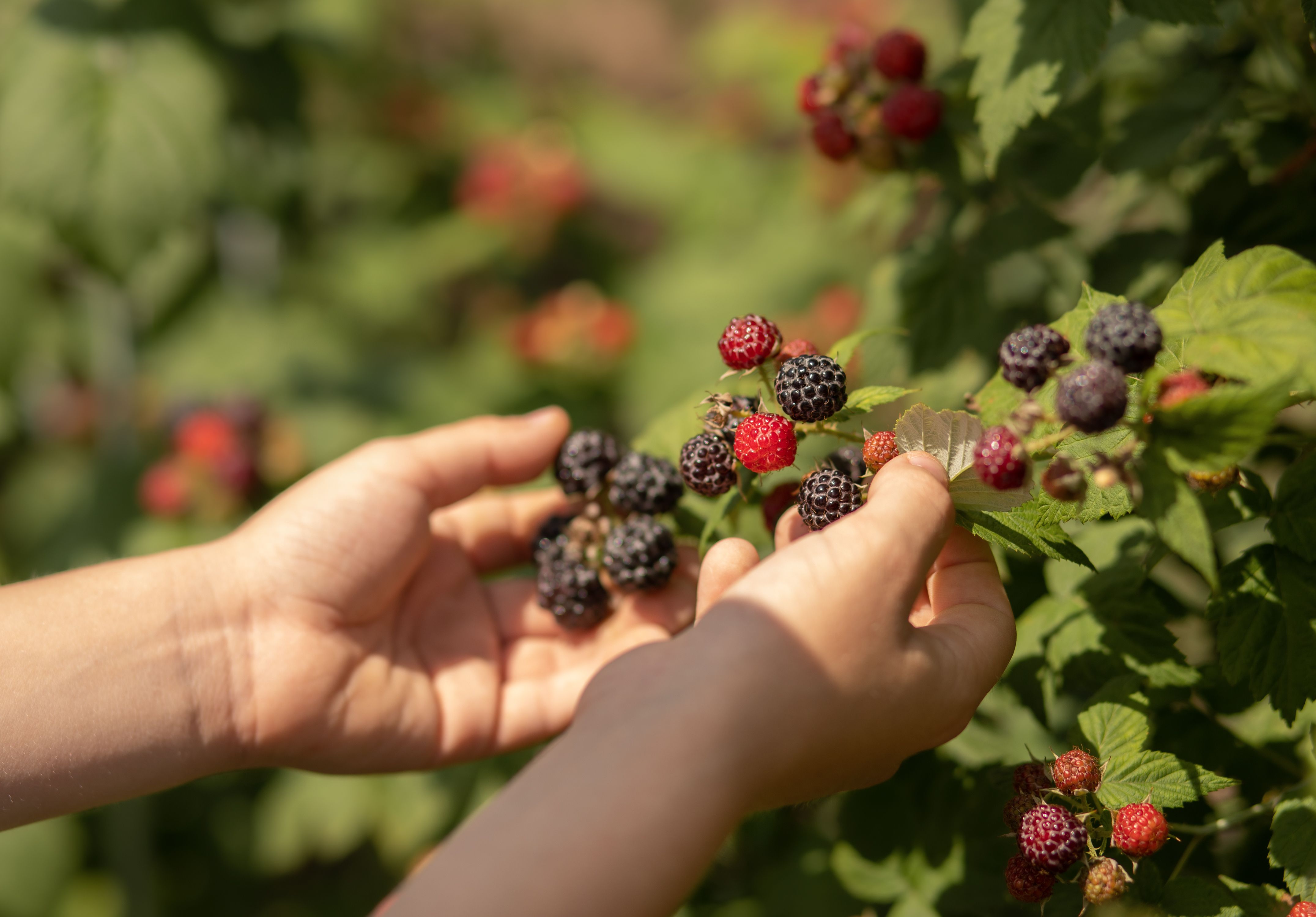 people picking berries