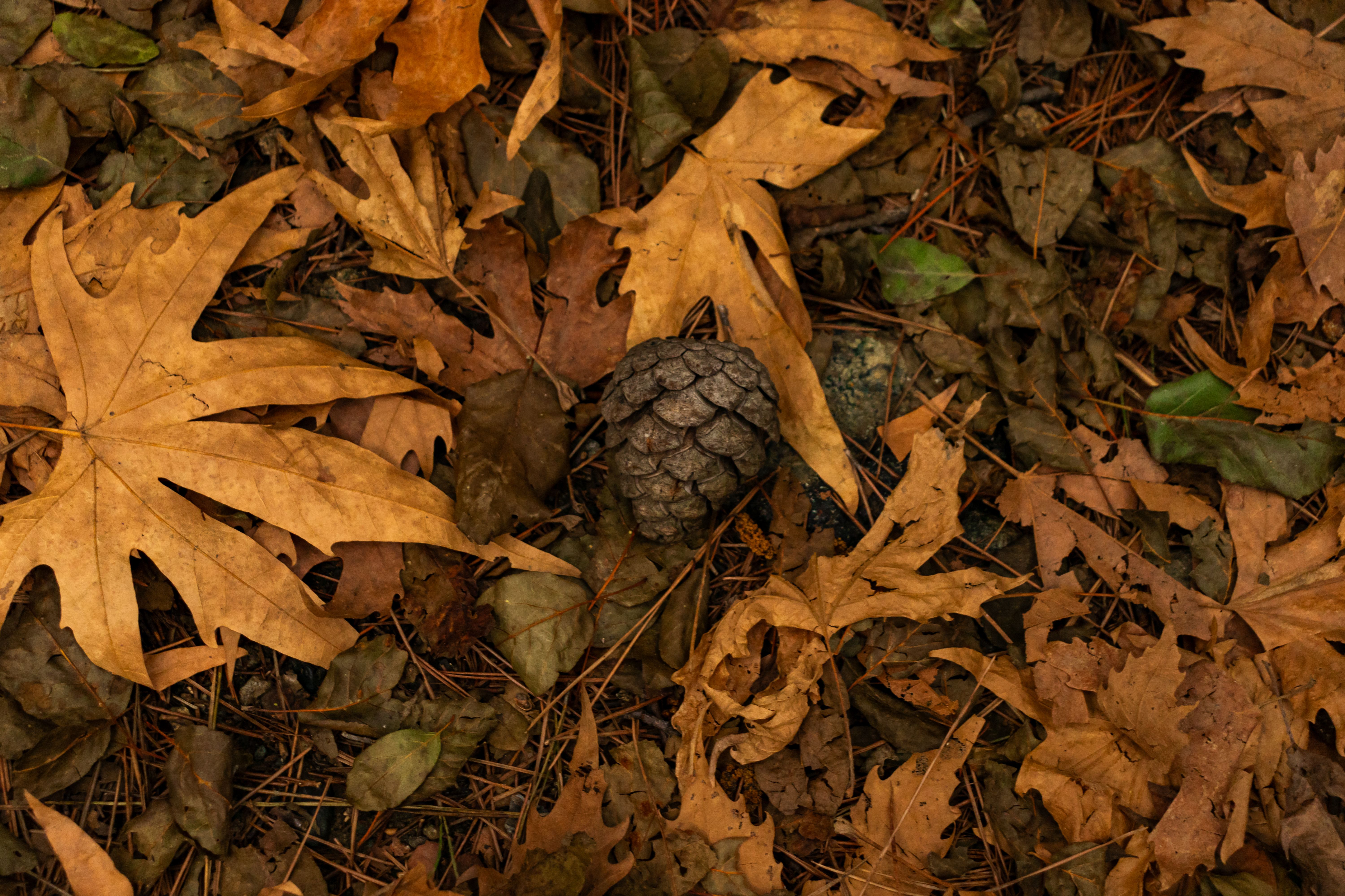 autumn leaves garden