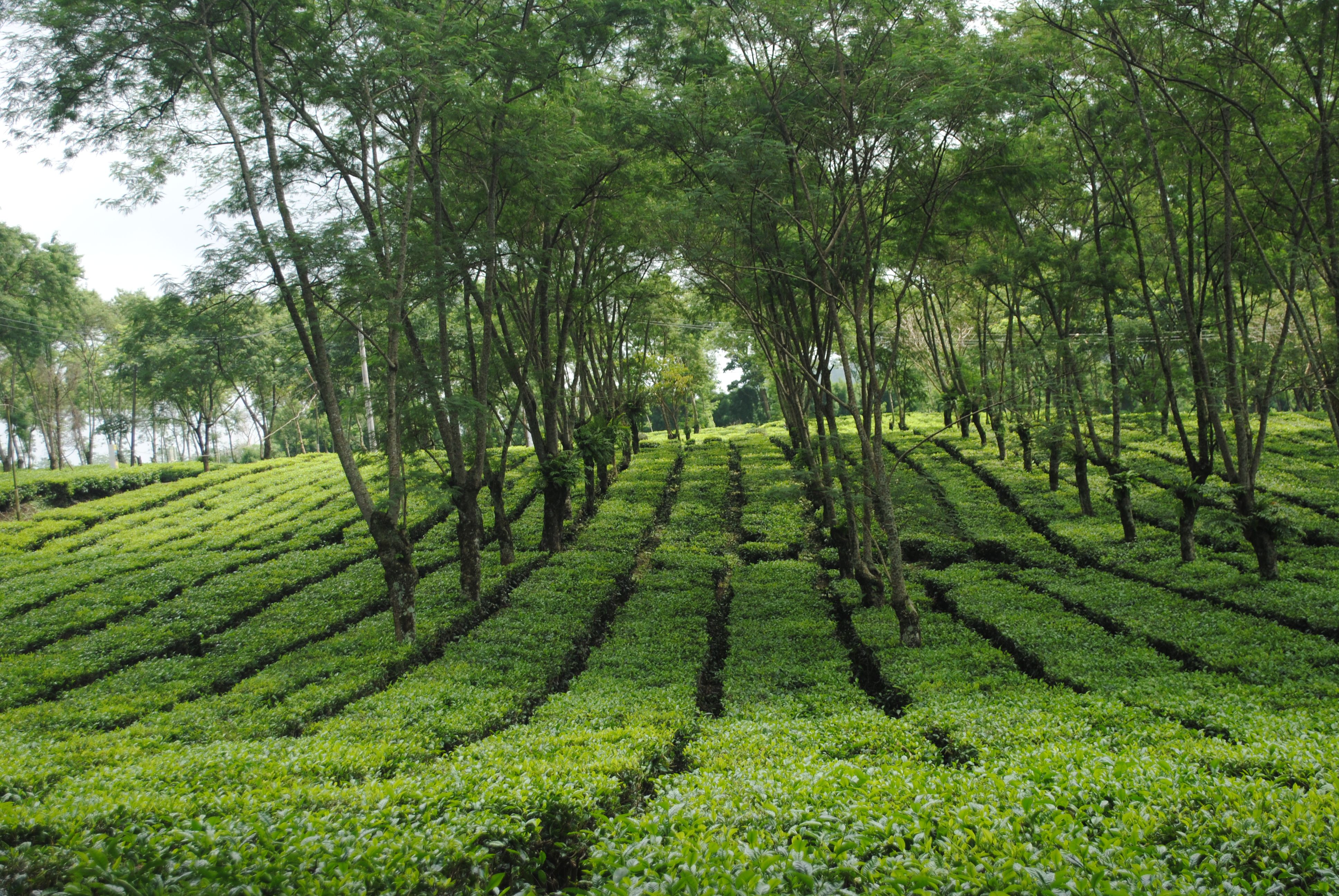 lush tea plantations