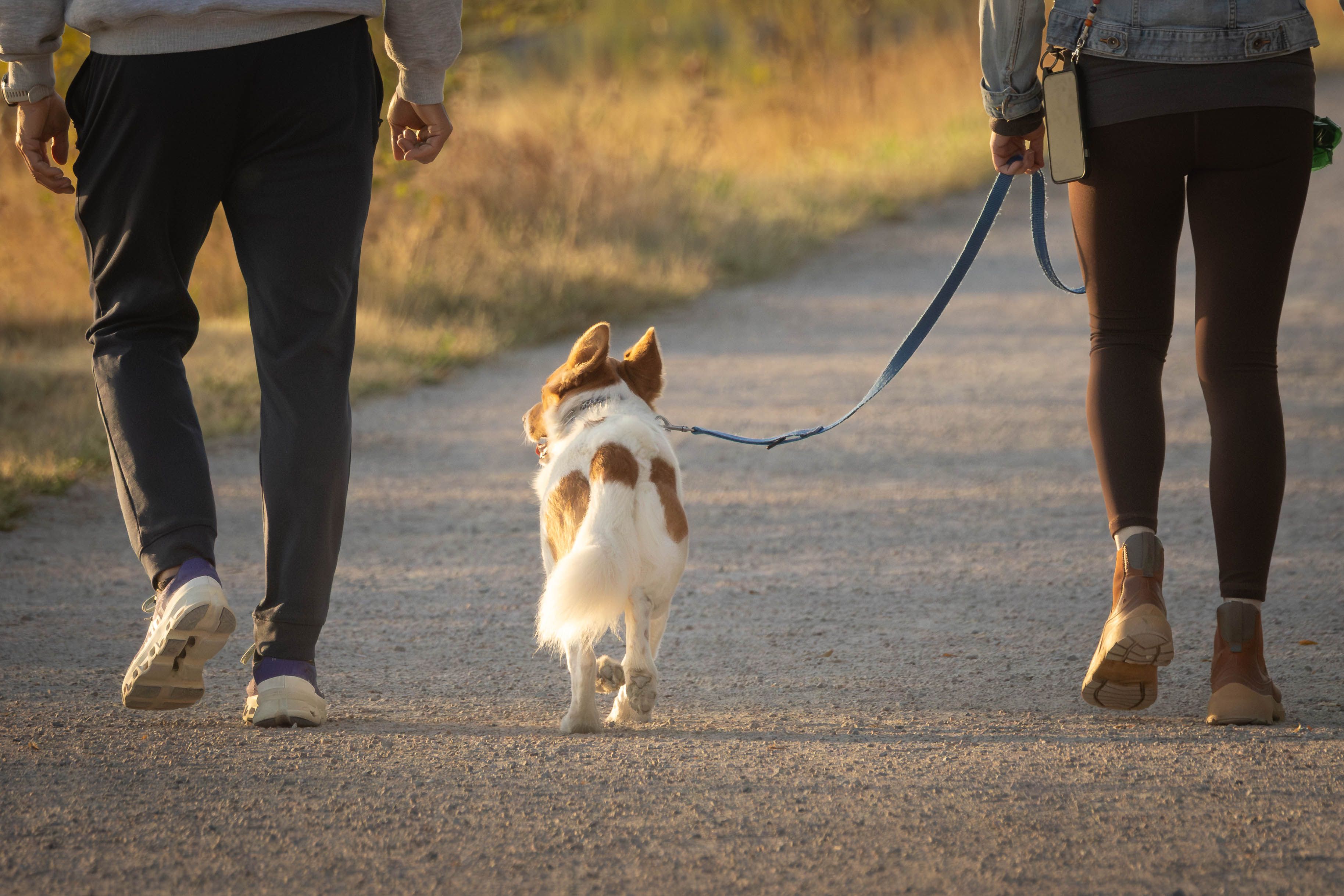 dog with walker