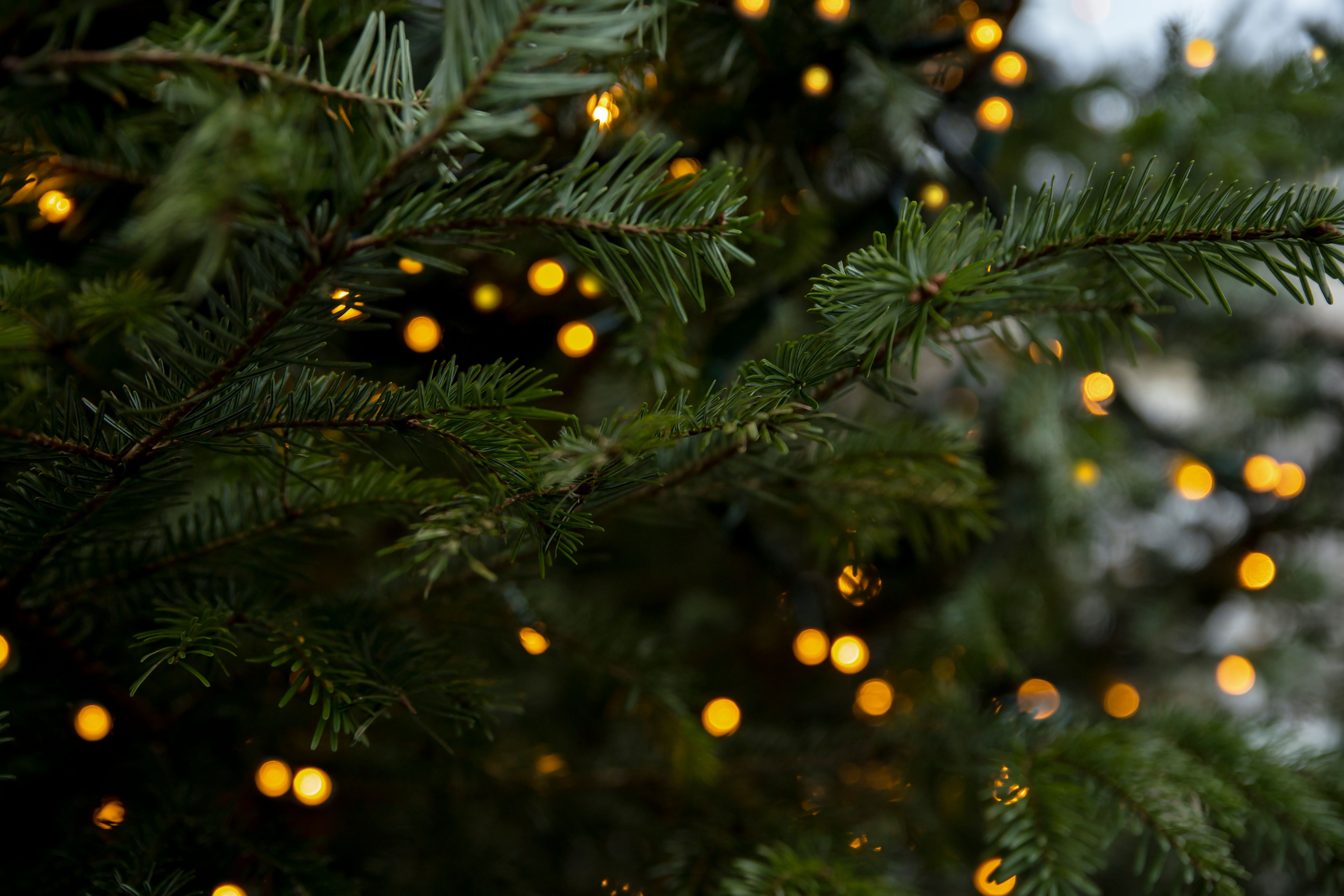 christmas lights