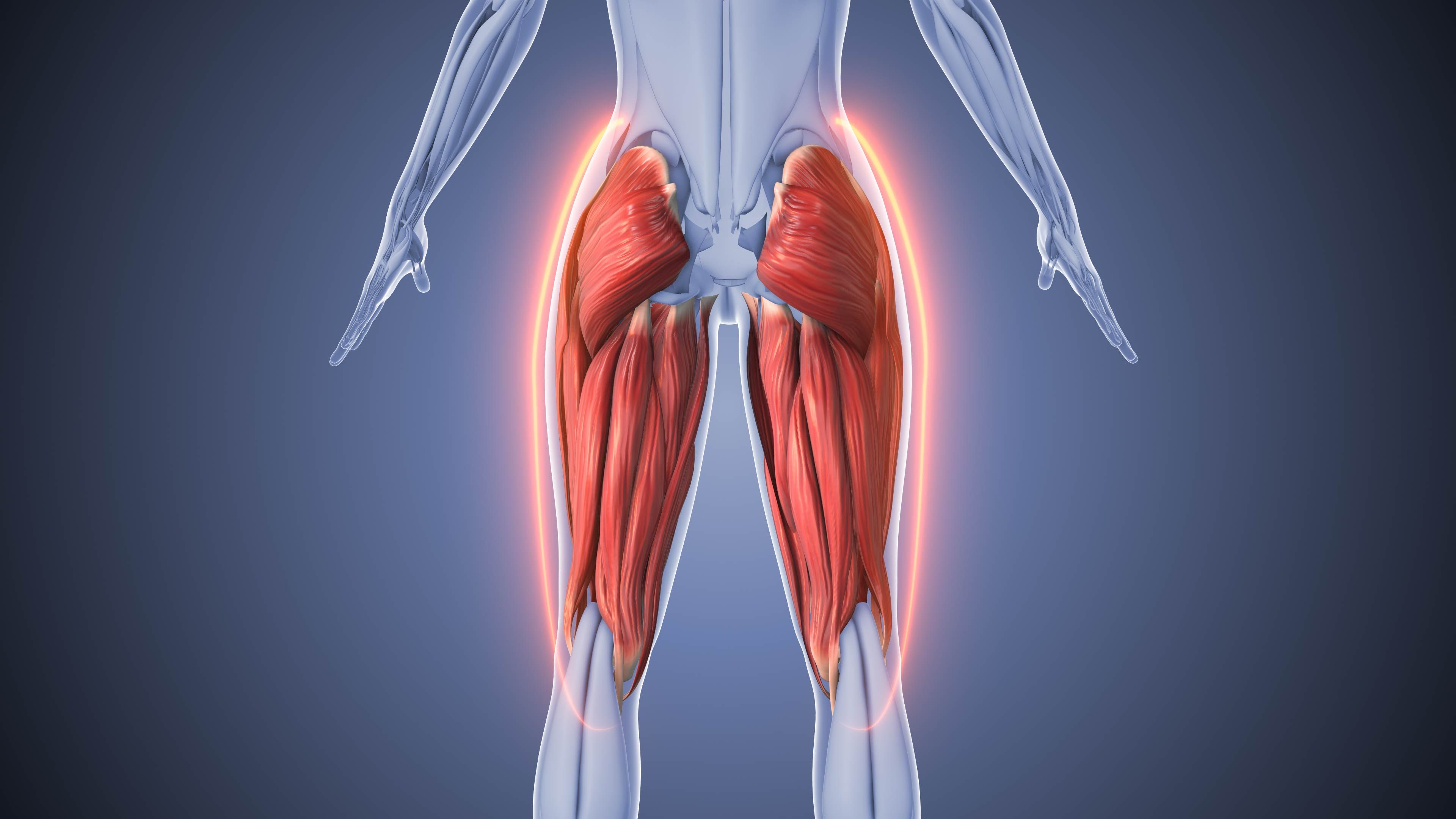 hamstring muscles