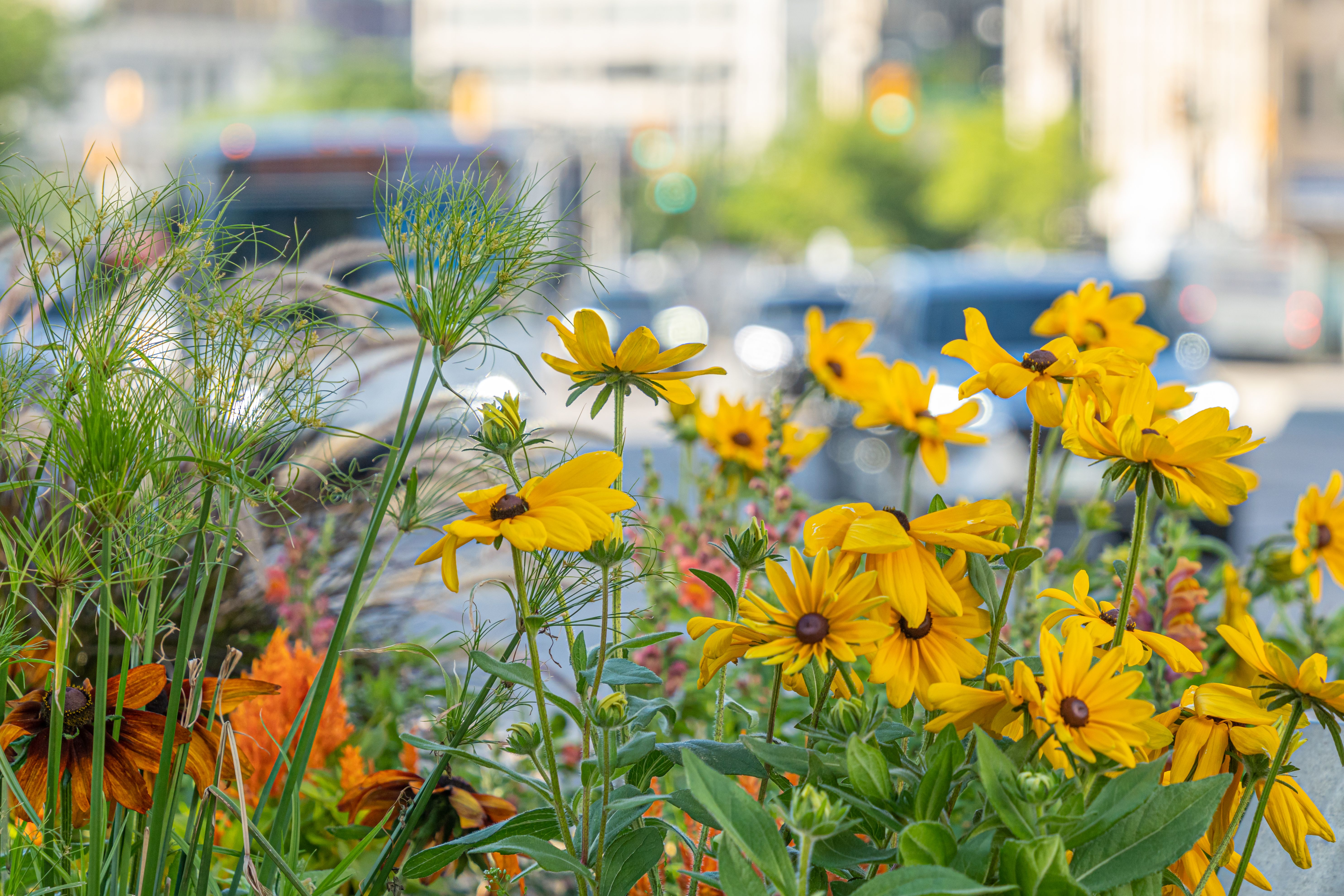 urban landscaping challenges