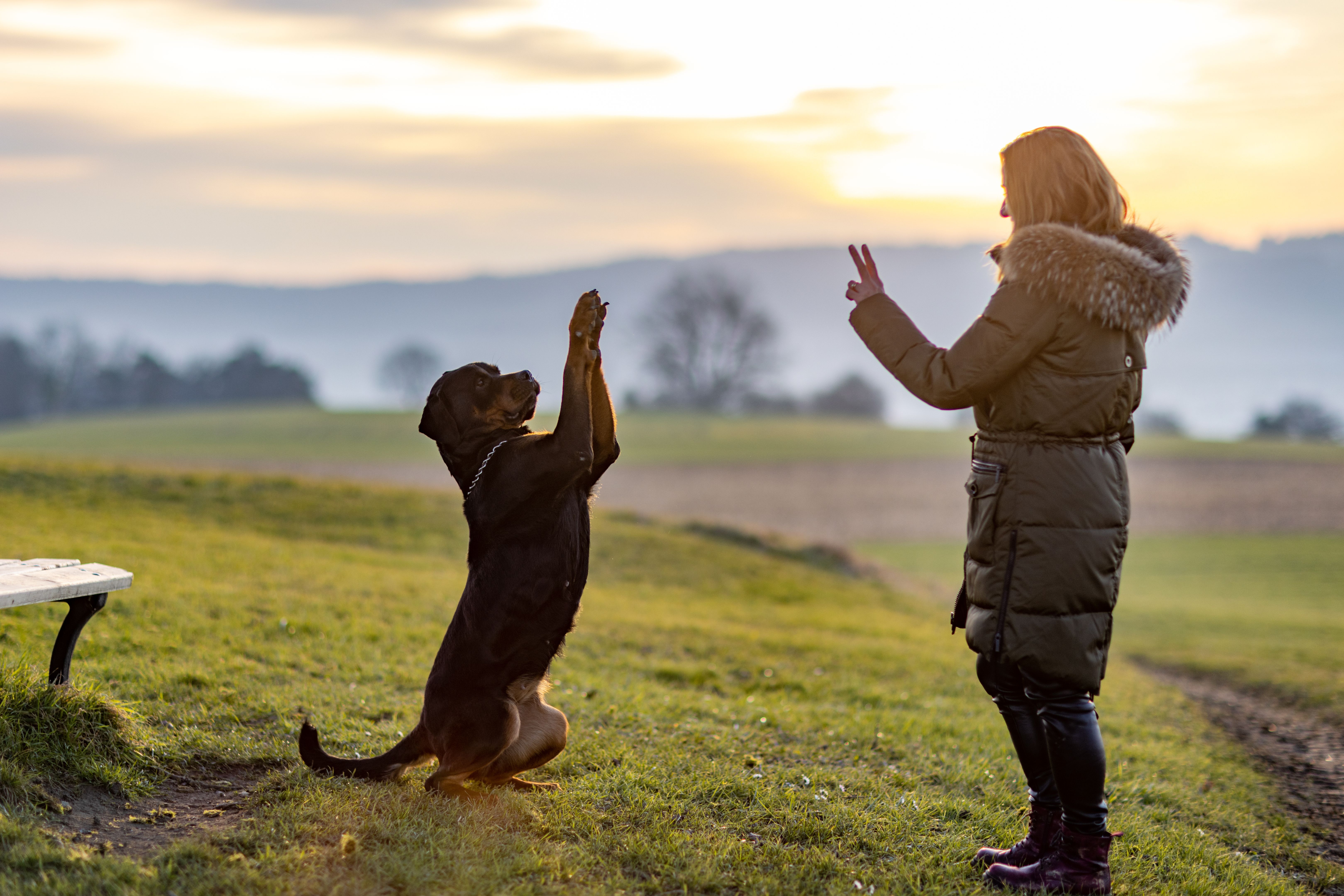 The owner trains the Rottweiler on an evening walk The owner trains the Rottweiler on an evening walk