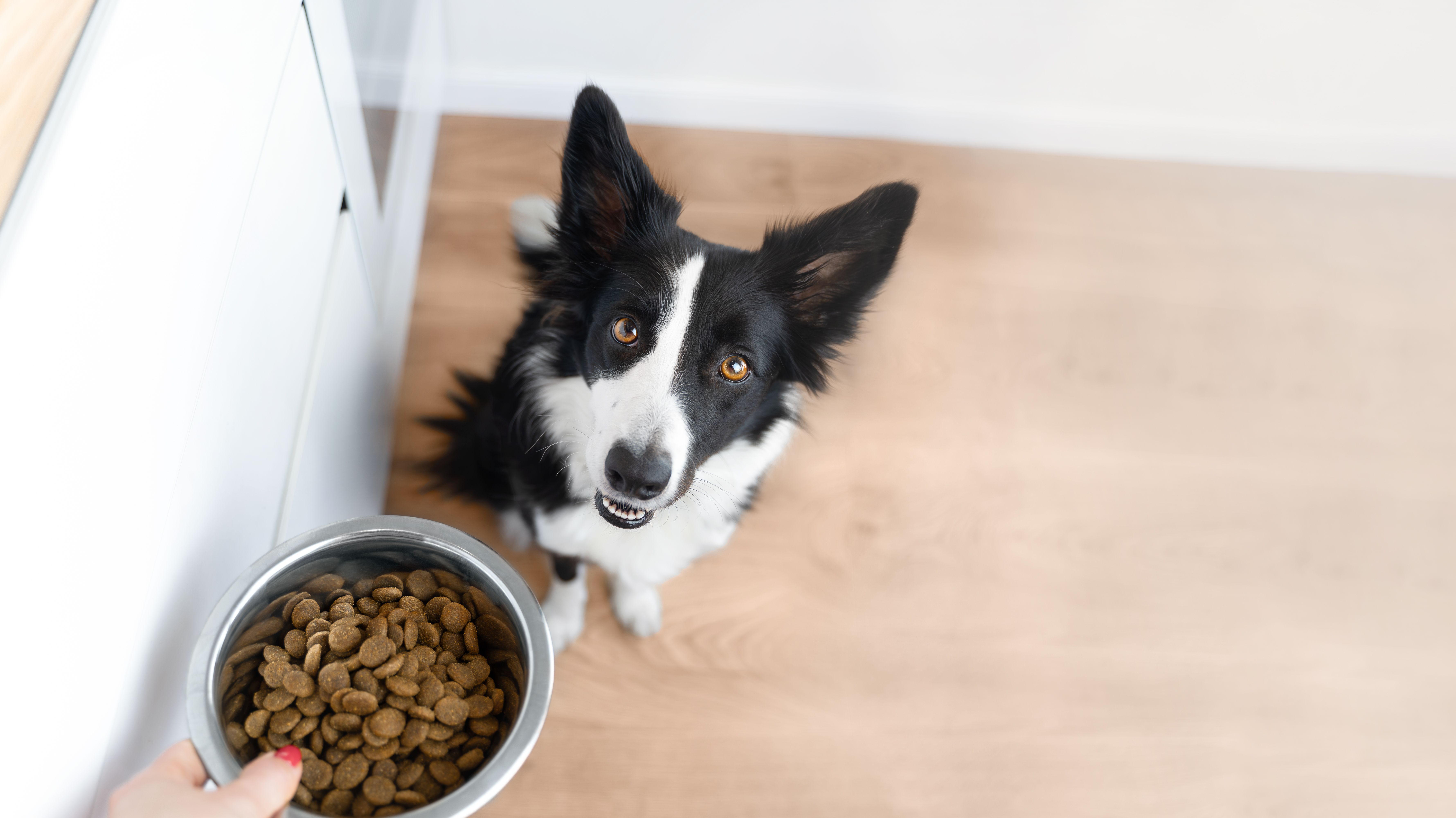 pet food