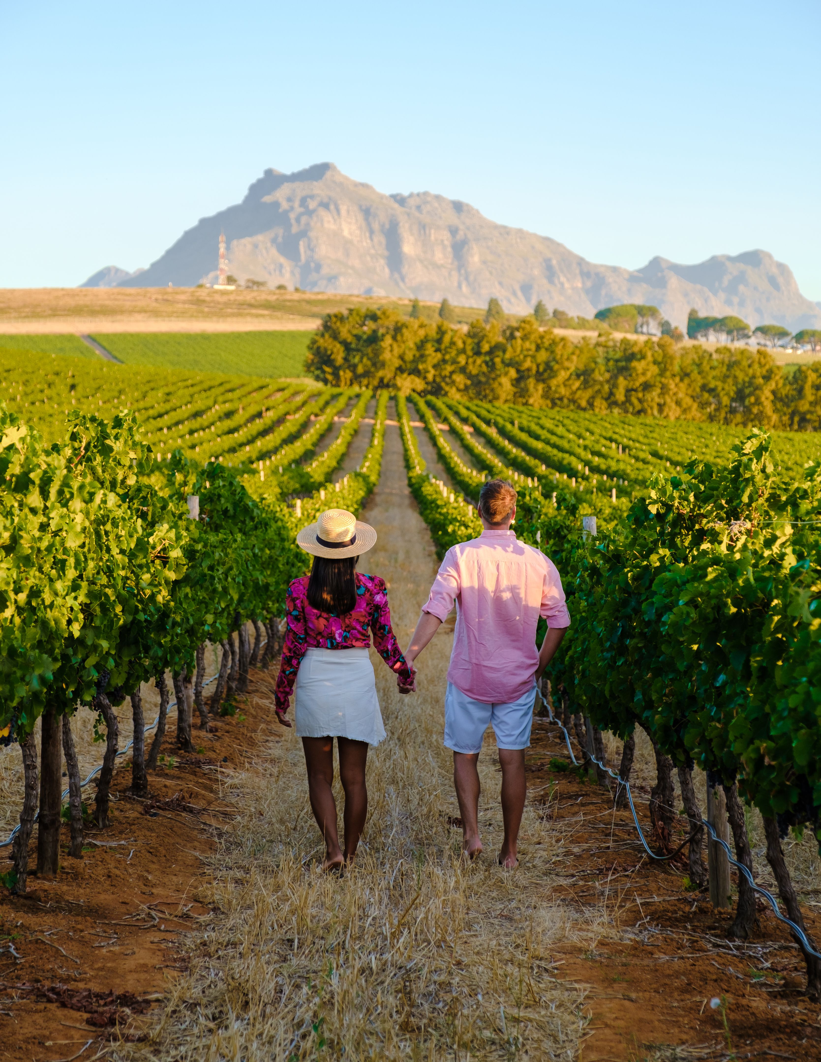 cape town vineyard