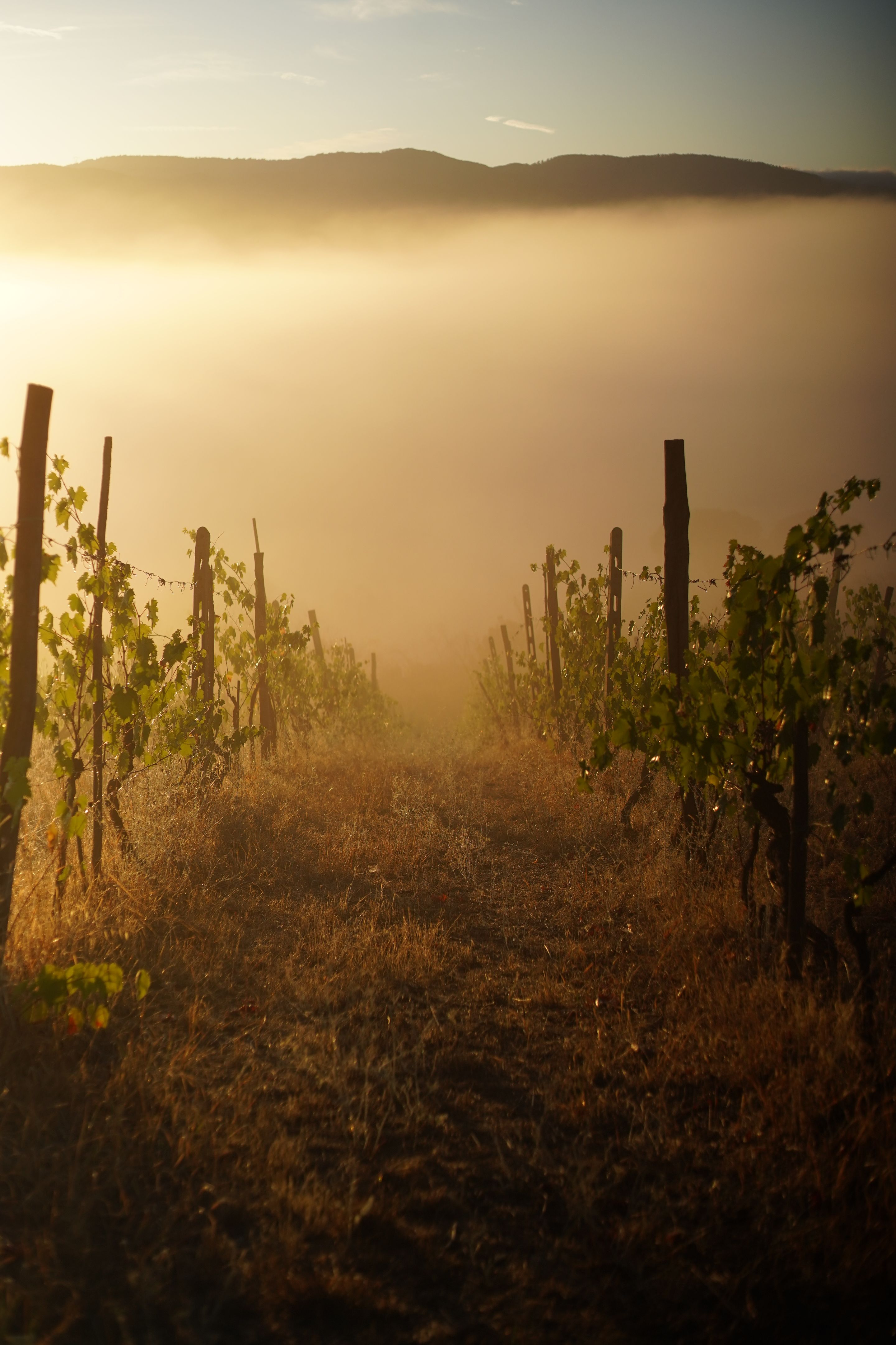 coastal fog vineyard