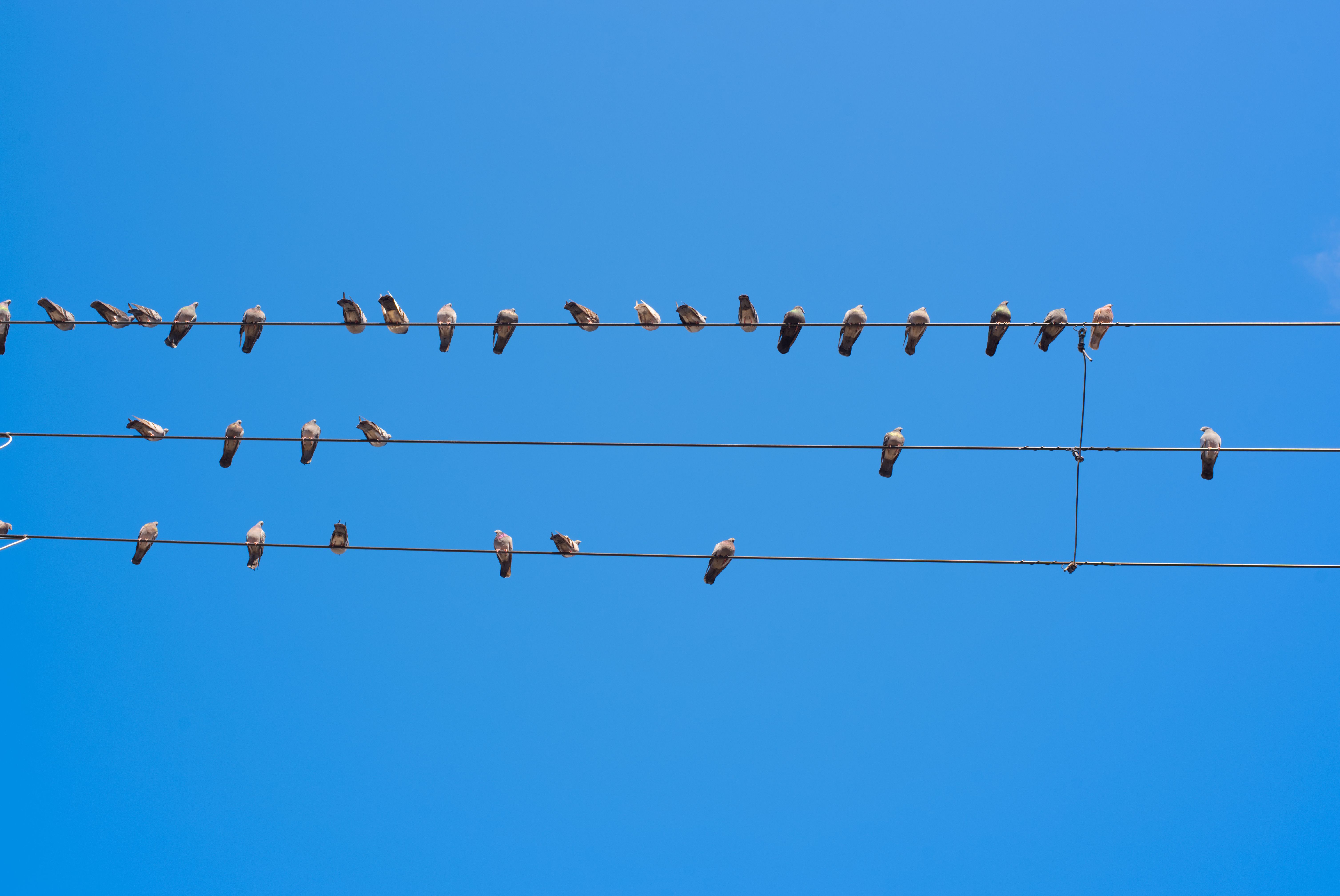 bird diverters on power lines