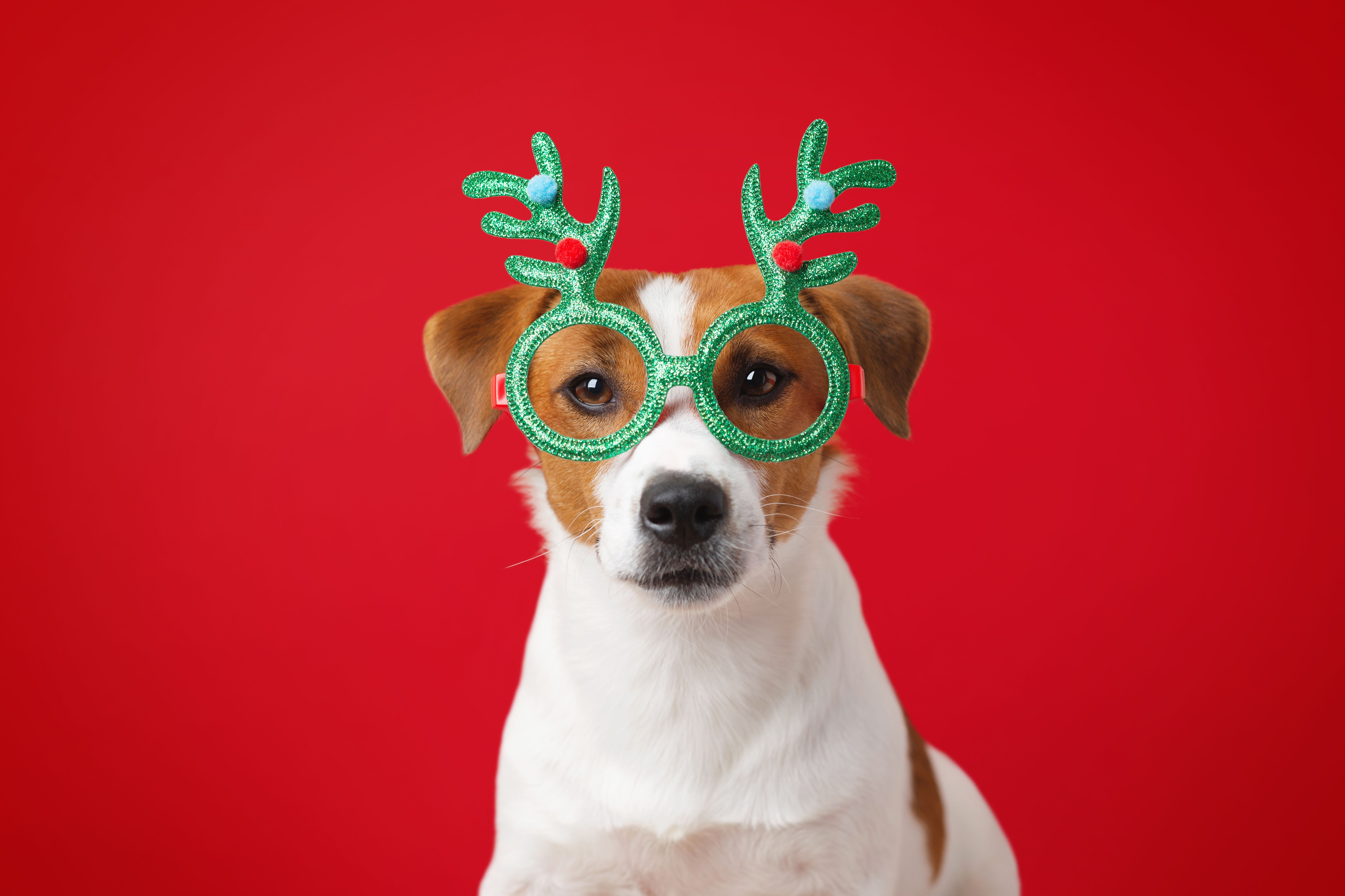 pet holiday safety