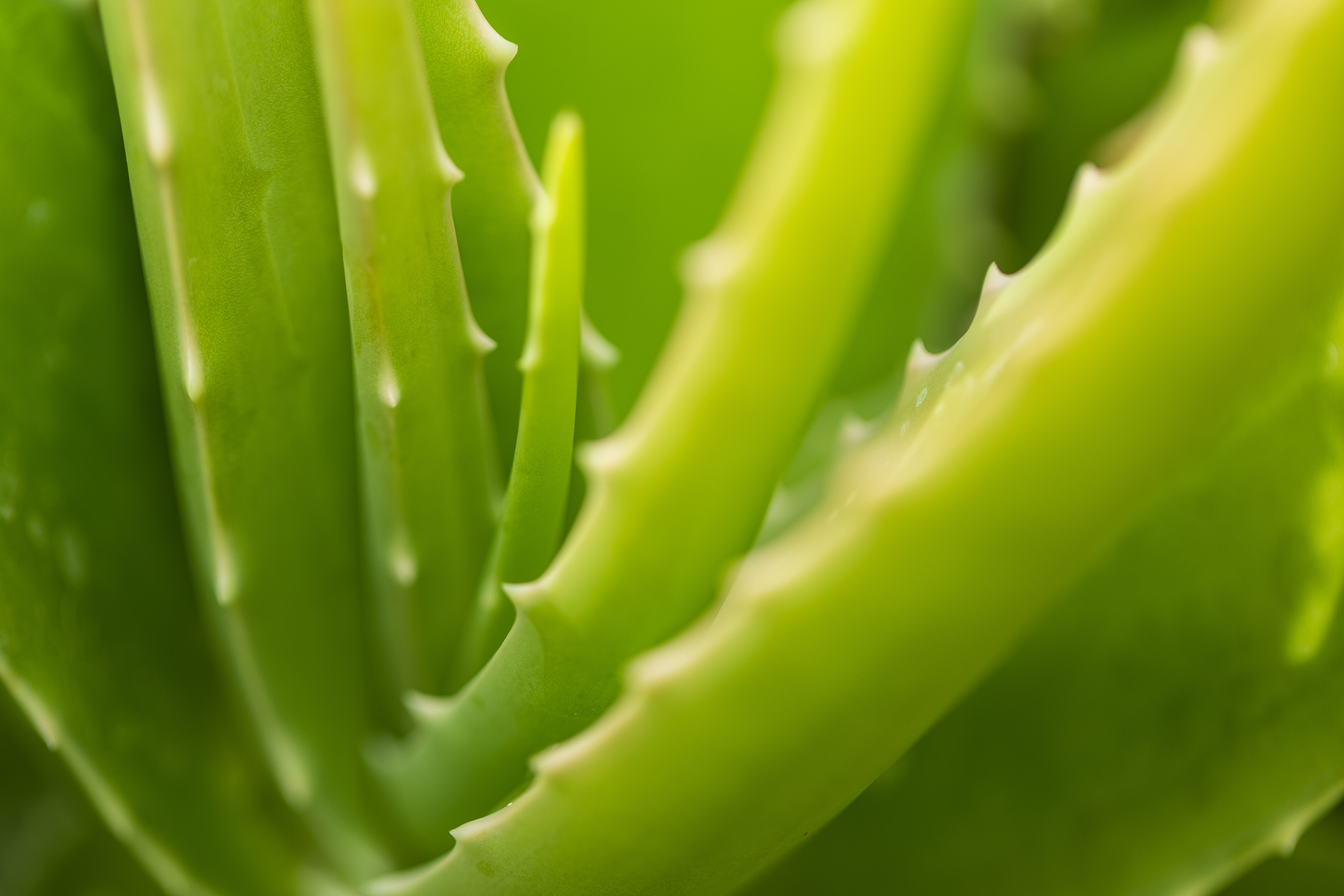 tropical climate skincare