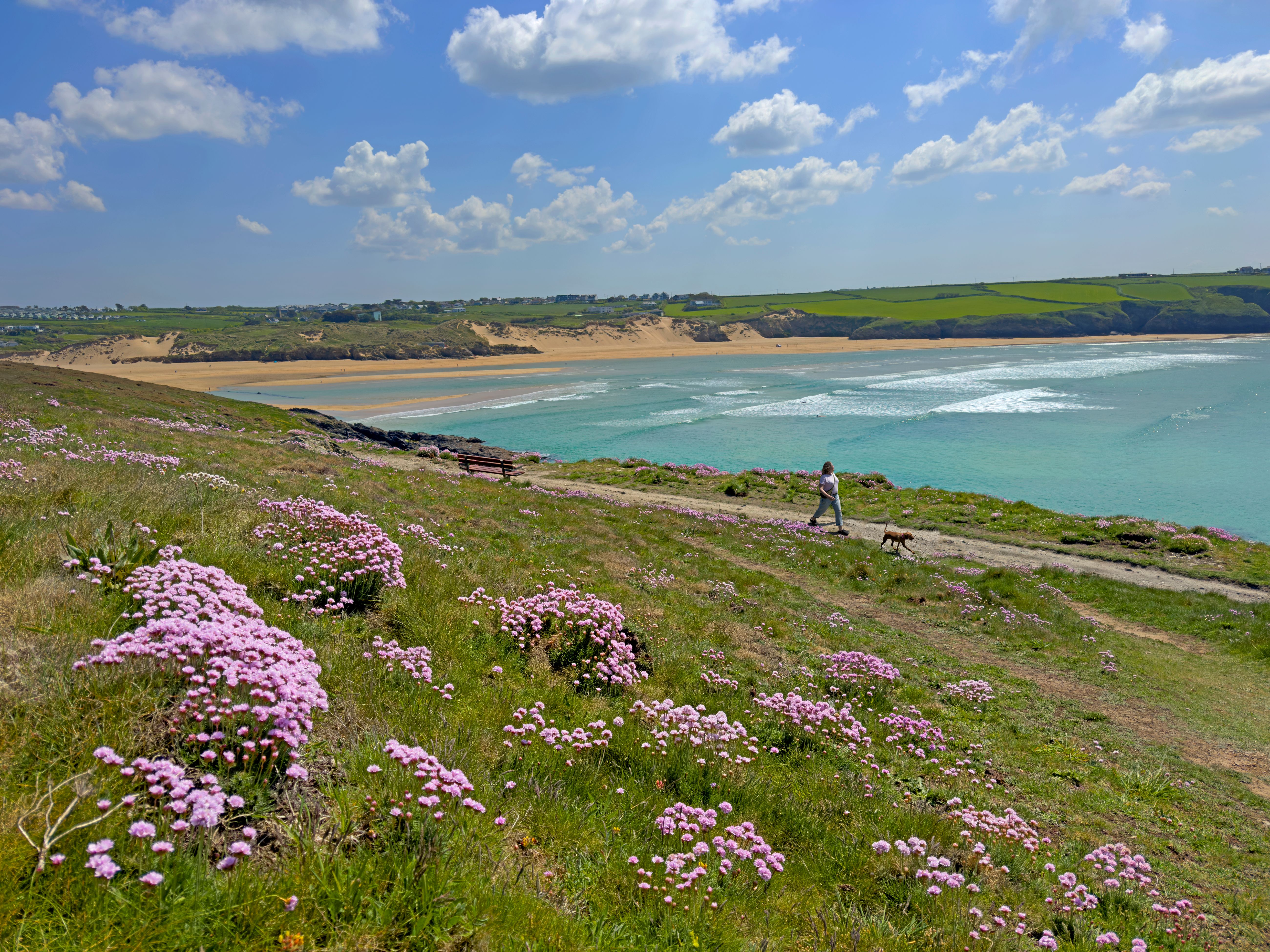 Person walking a dog on headland above beach and bay