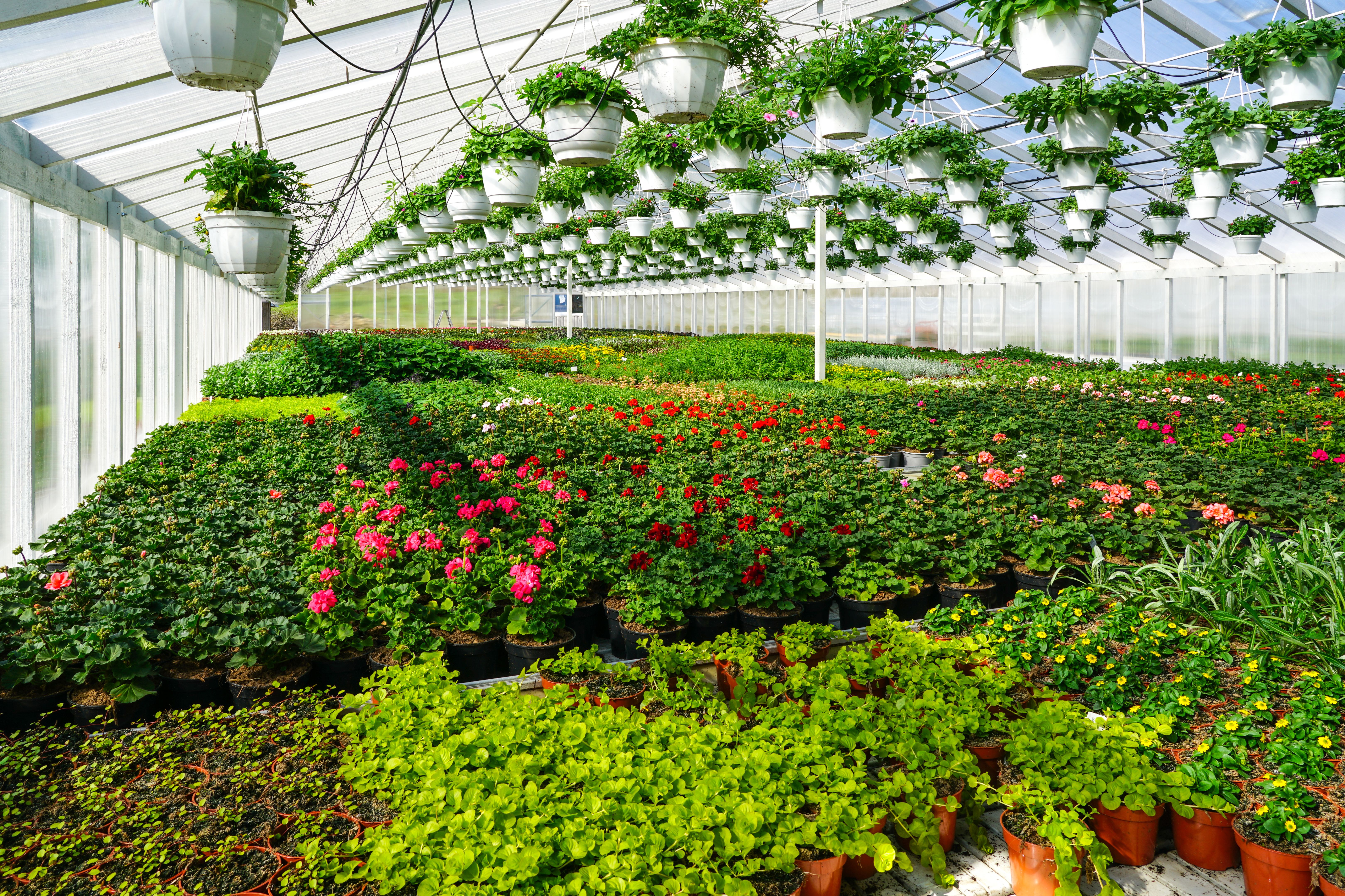 thriving greenhouse plants
