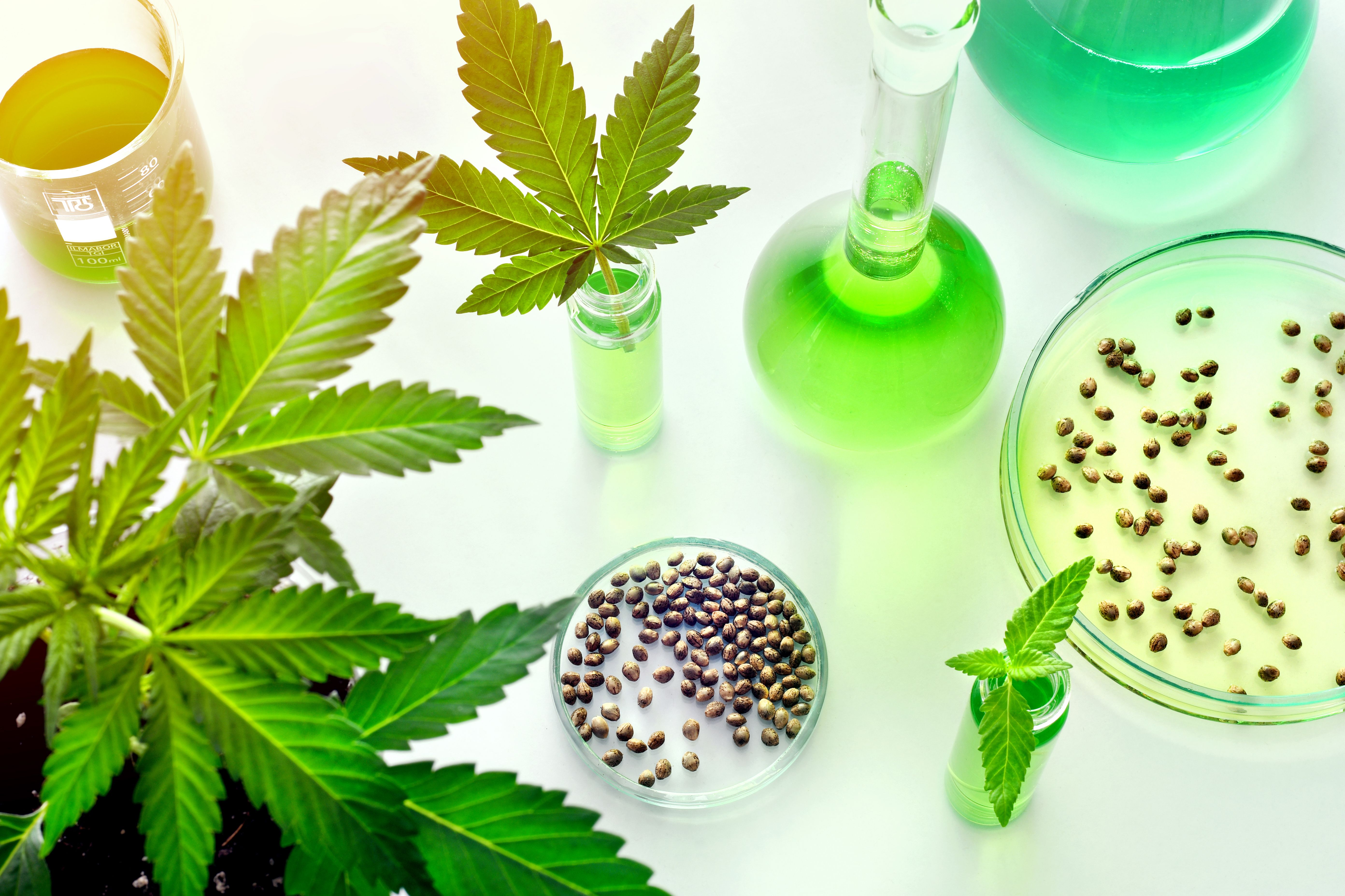 scientific research cannabis