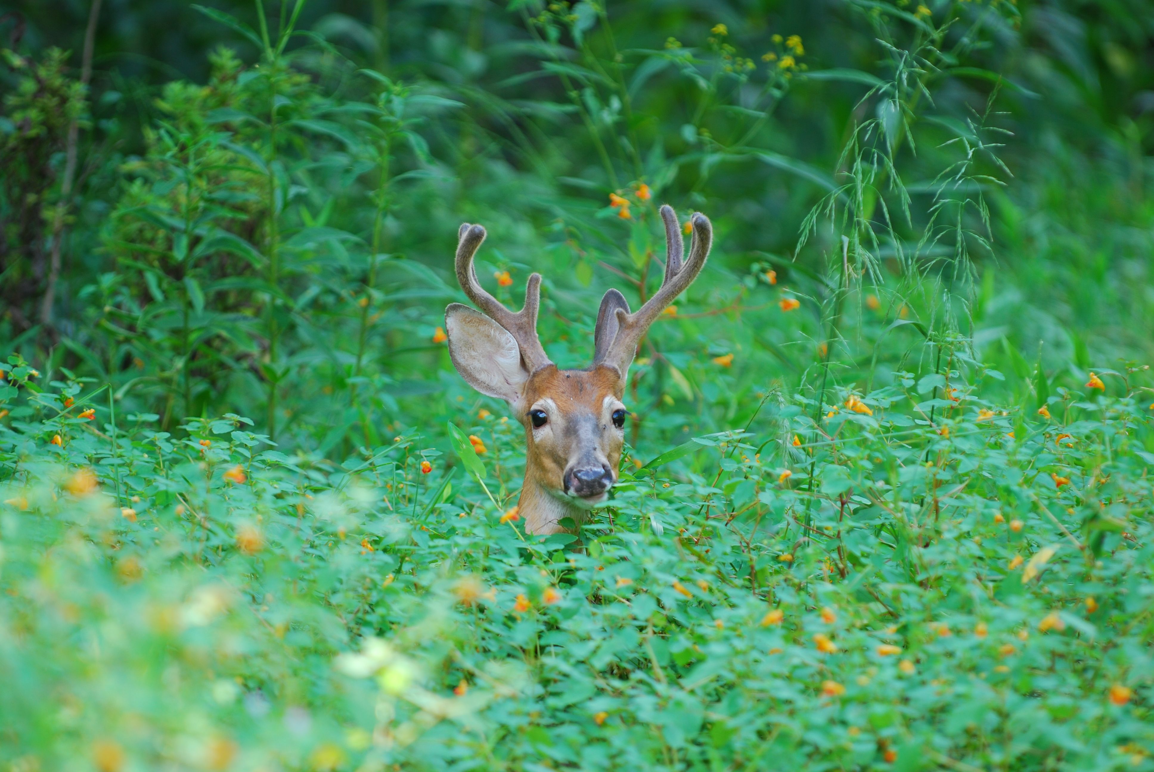 west virginia wildlife
