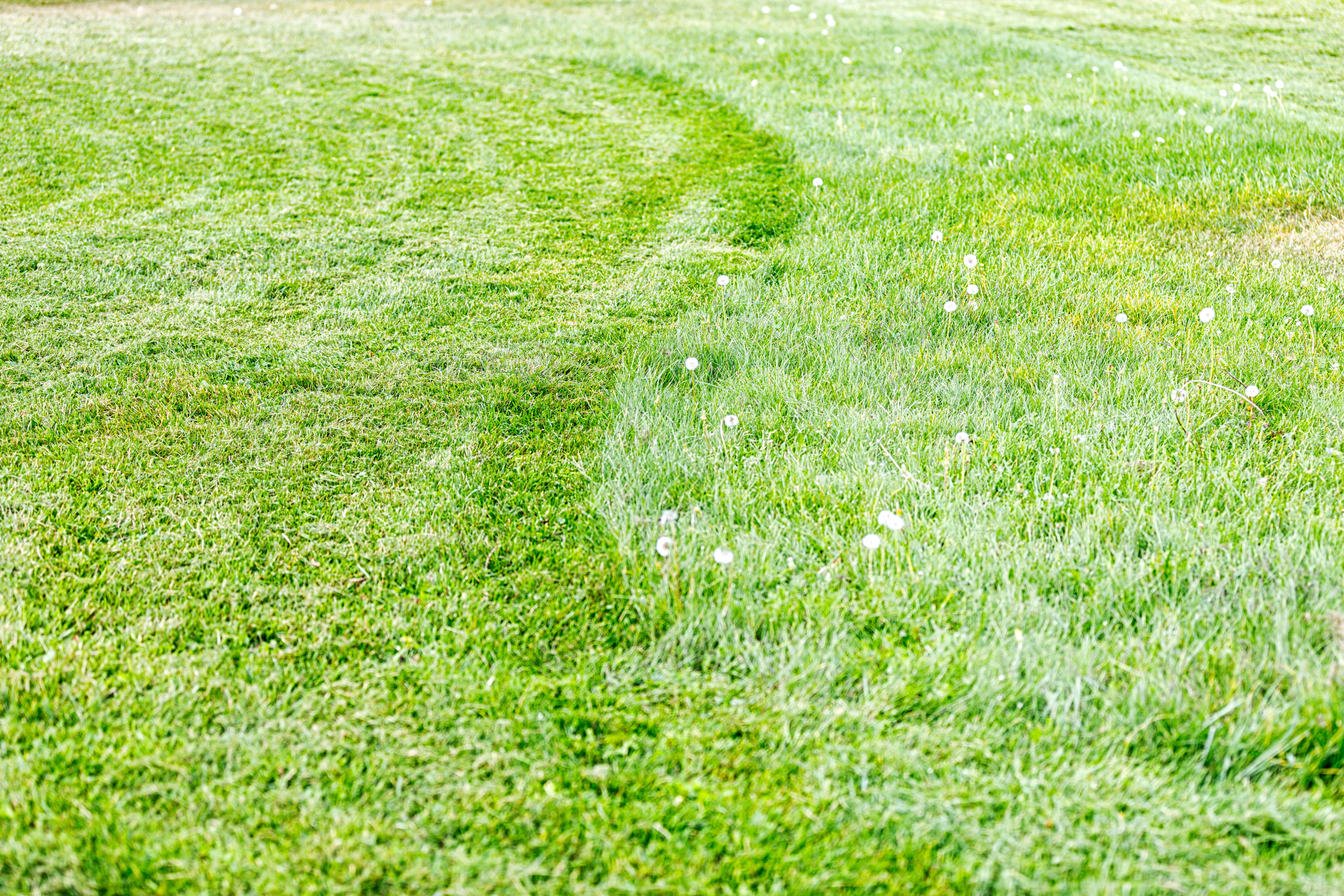 Half Mowed S Curve Suburban Front Yard Lawn Half Mowed S Curve Suburban Front Yard Lawn