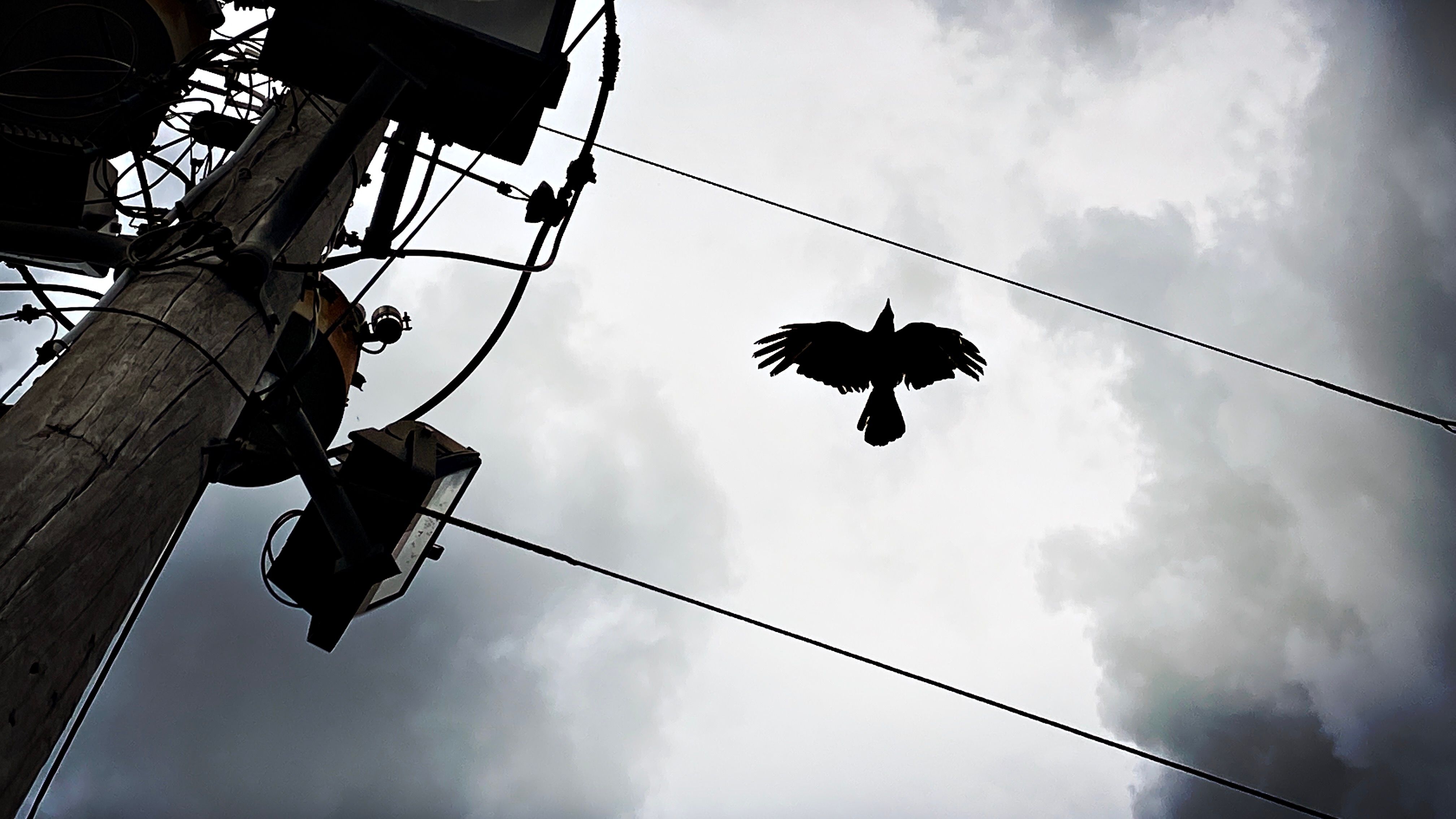 birds flying near power lines