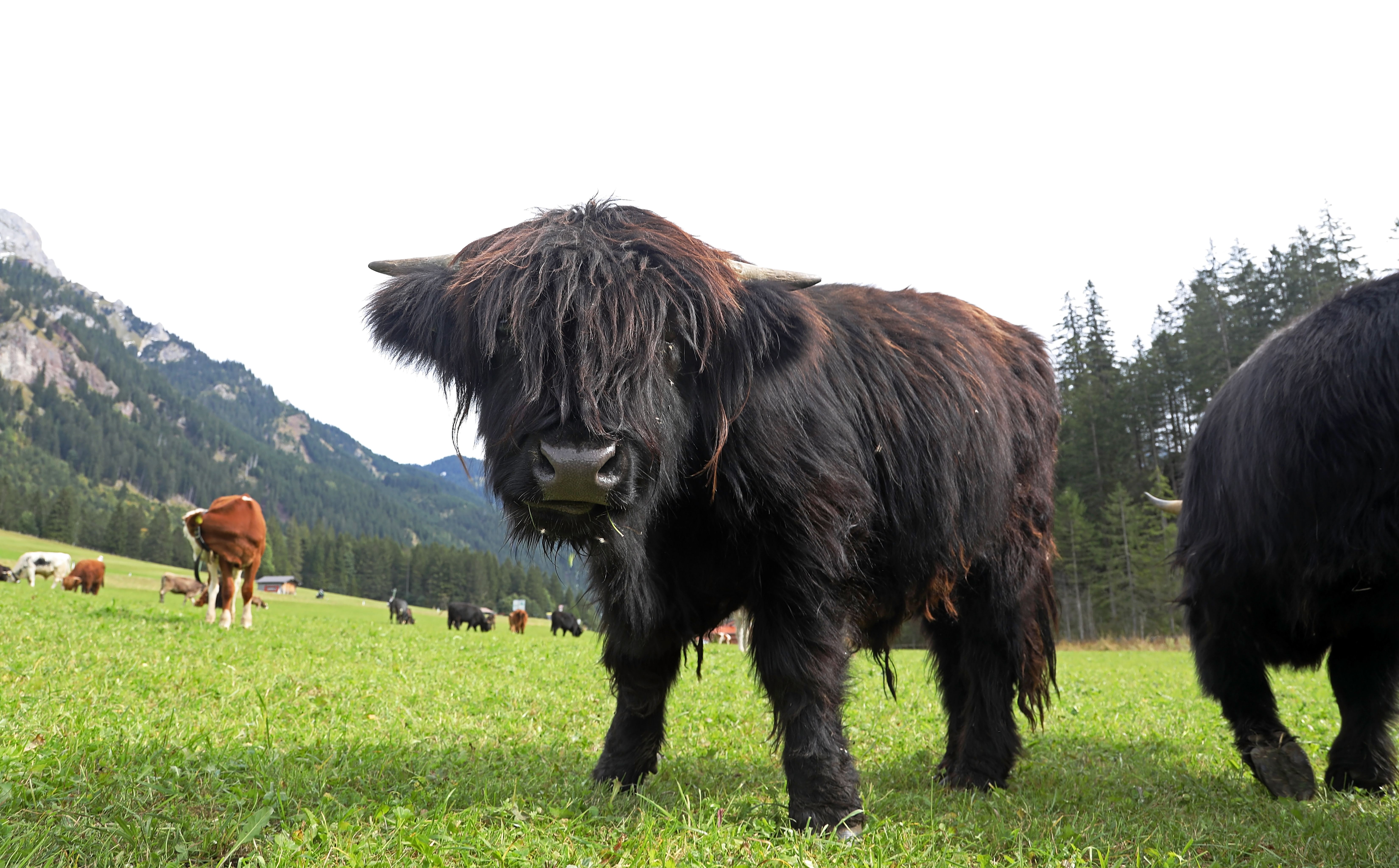 mini highland cattle
