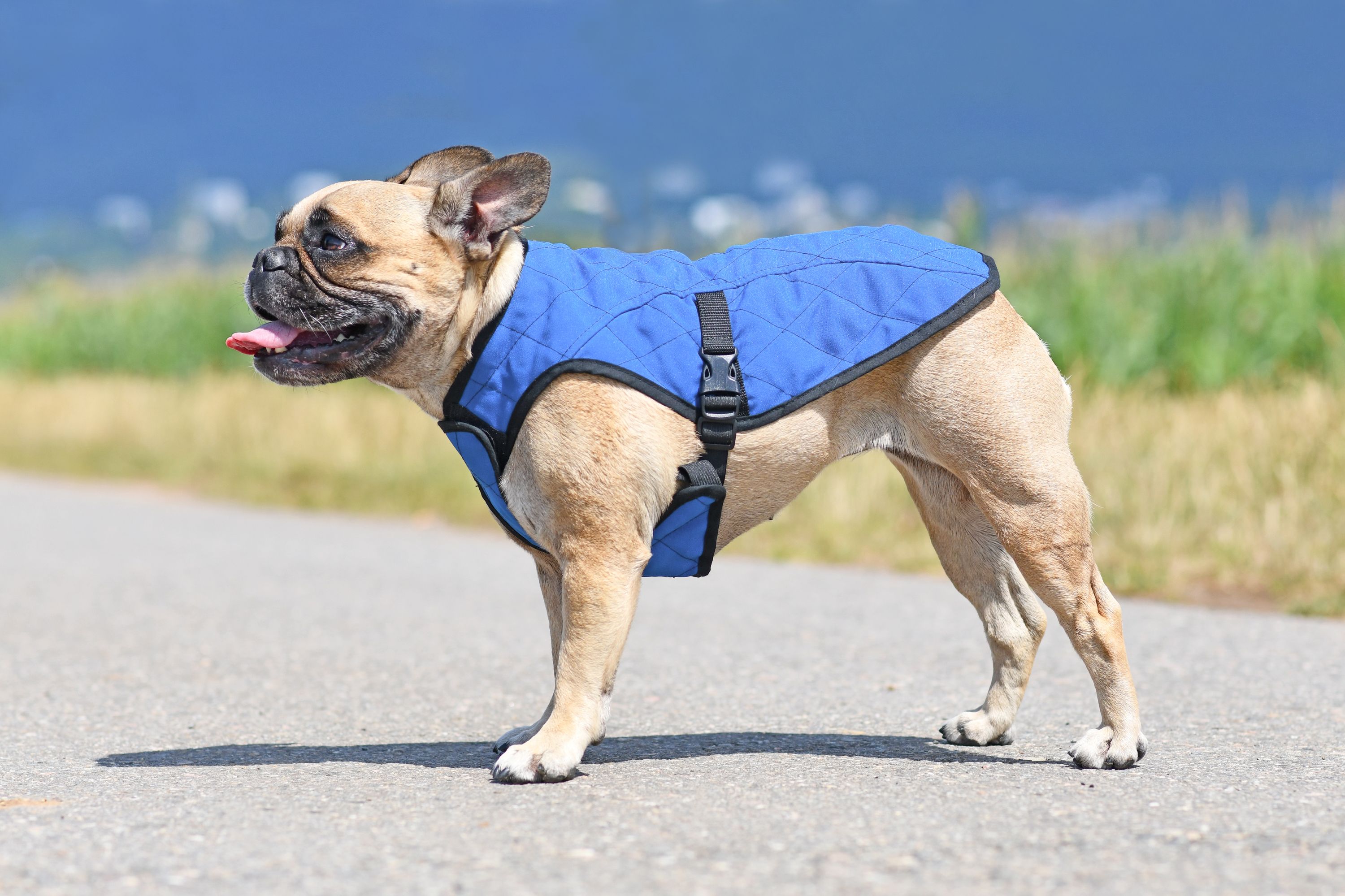 dog cooling vest