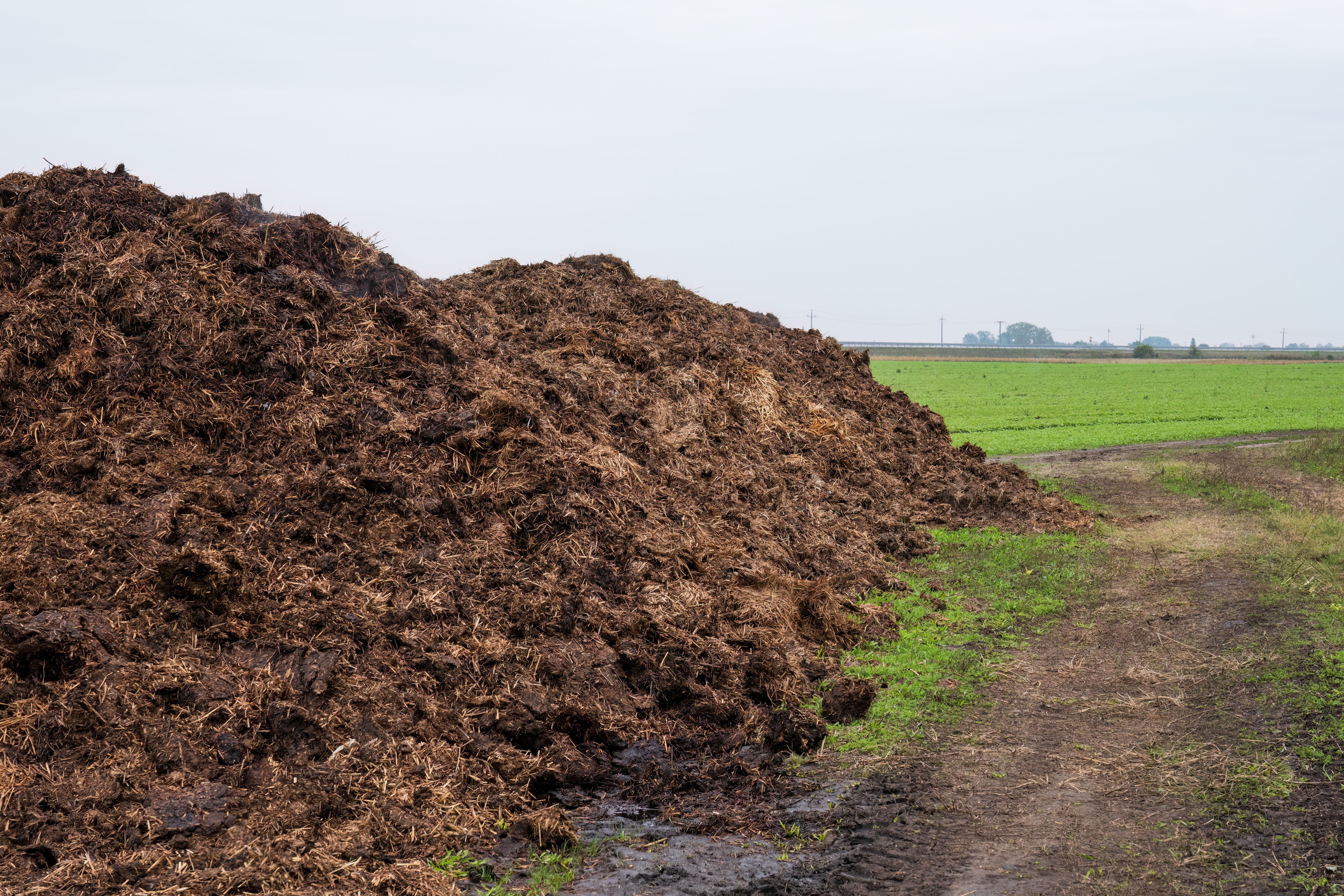 compost pile