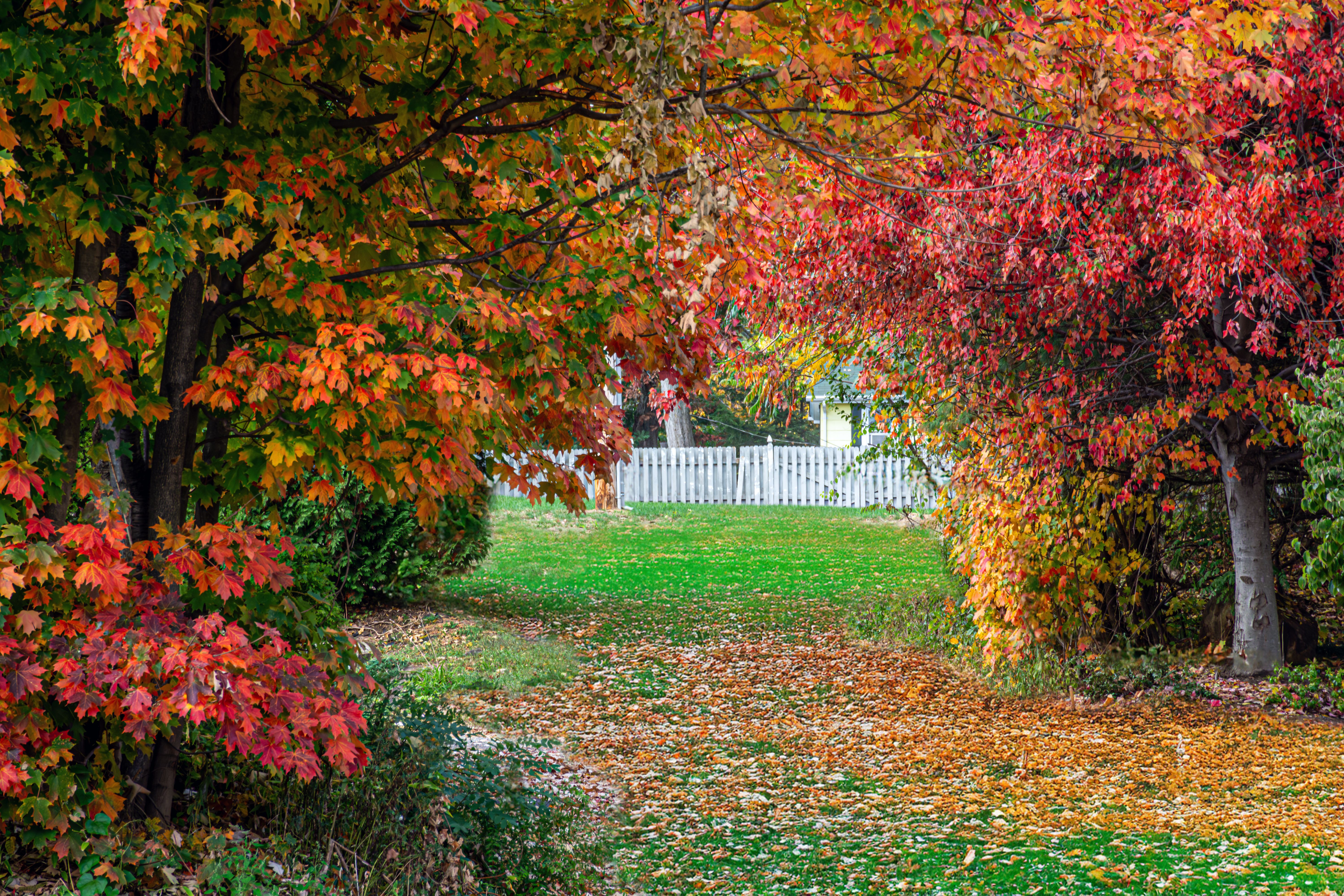 autumn leaves fence