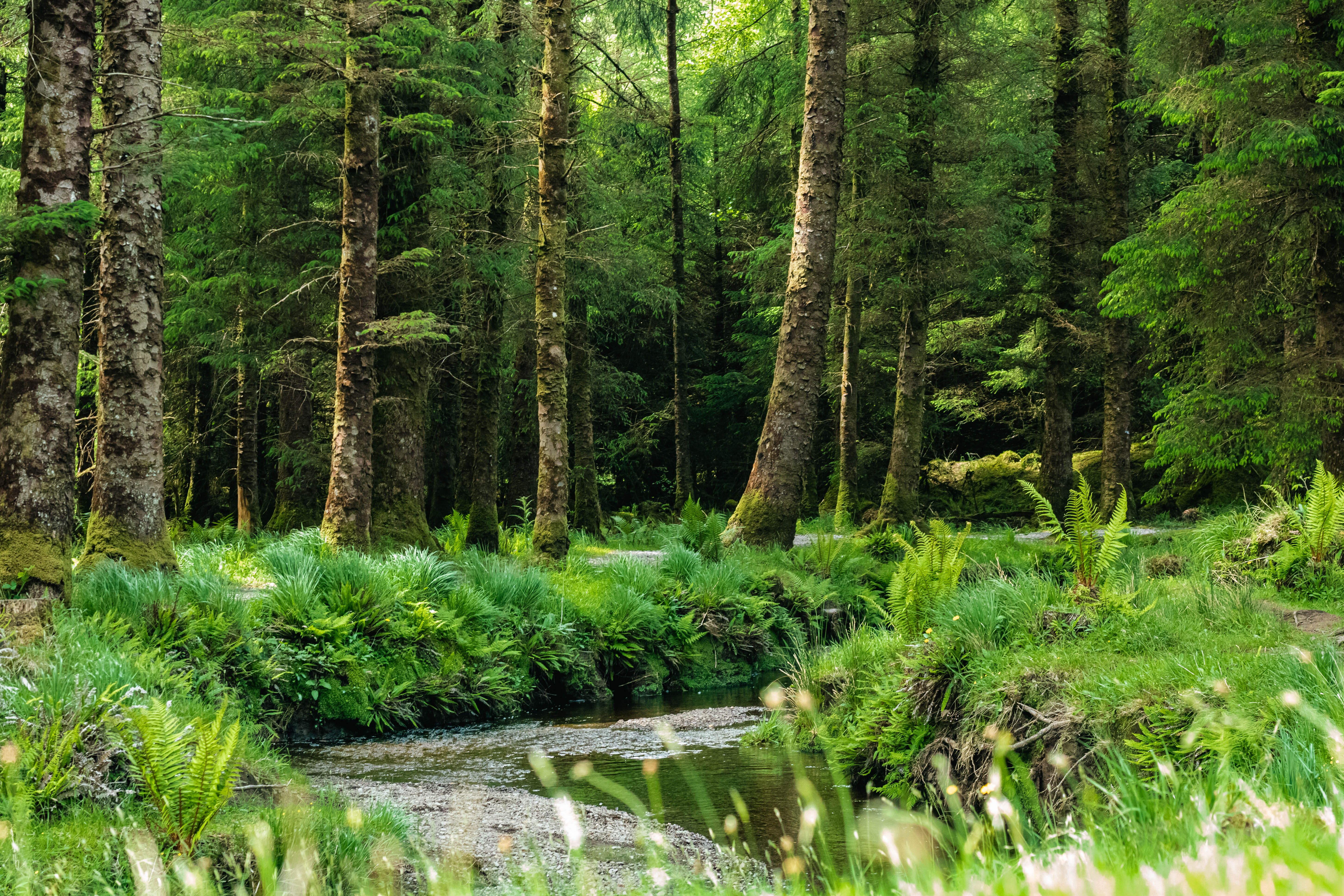 A river flows in a calm sunny coniferous forest, with blurred grass in the foreground