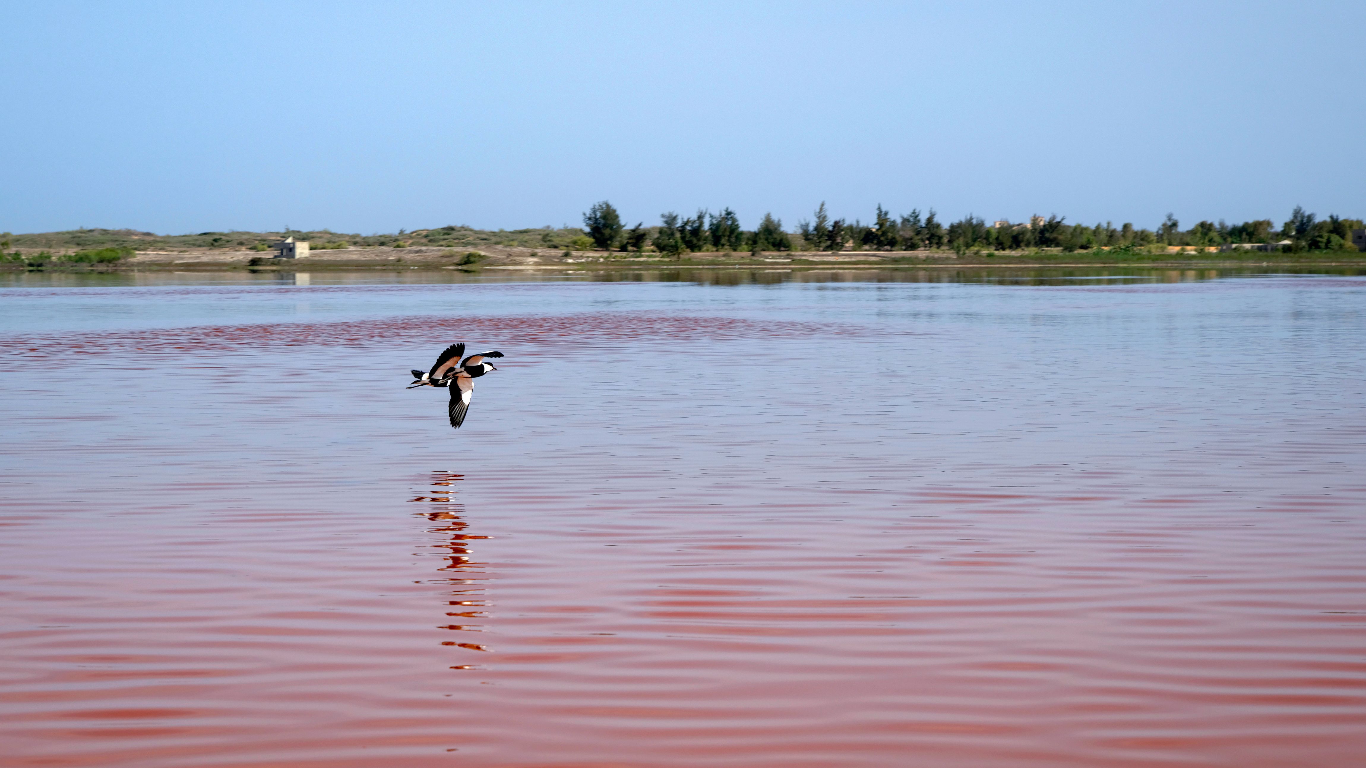 Lapwing in flight over the Lake Rose in Senegal