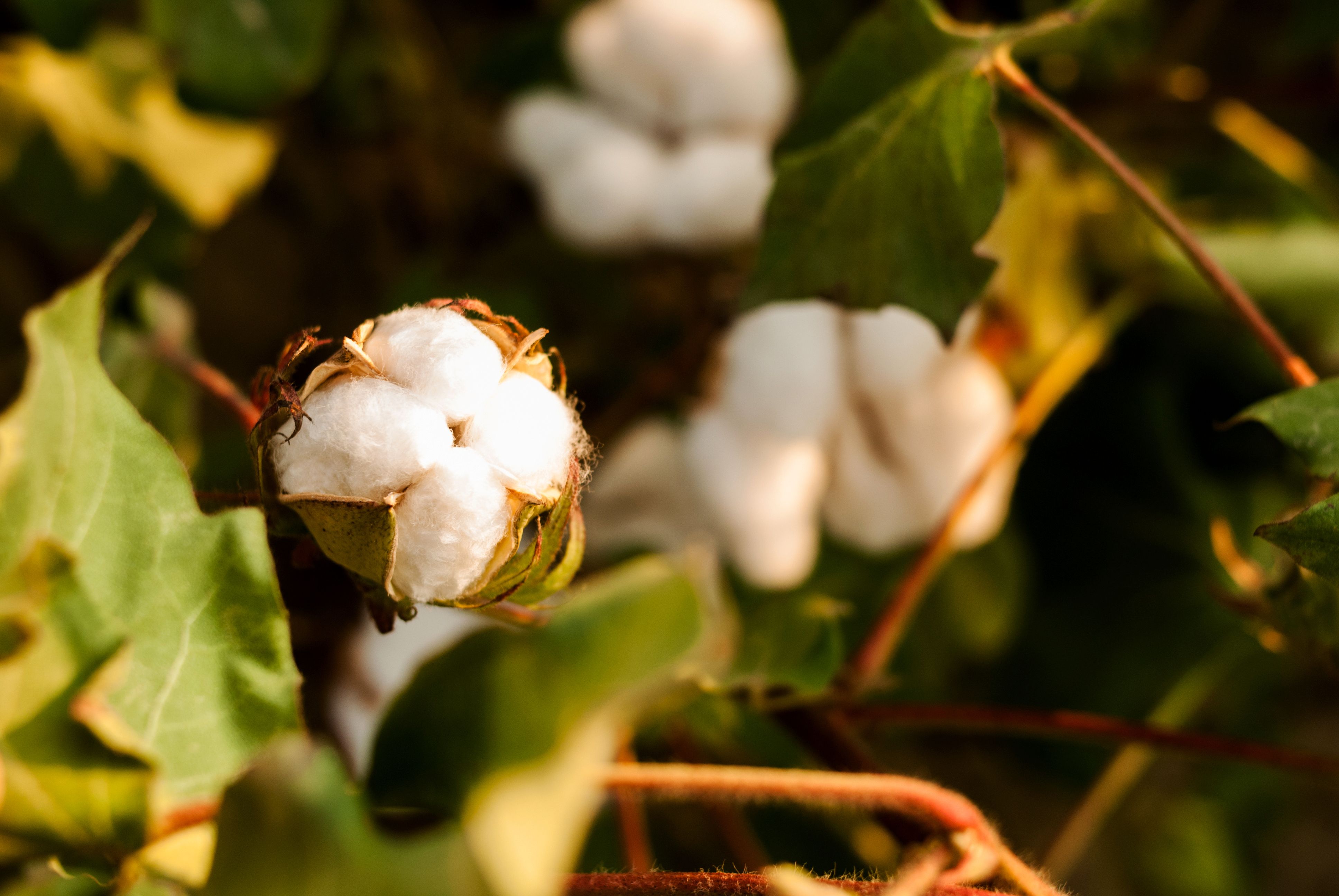 Cotton flowers are ready for harvest
