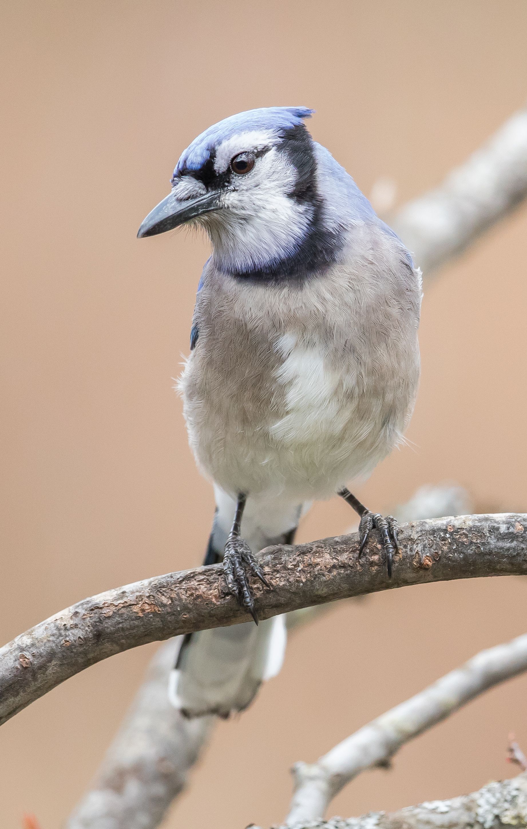 pet supplies organization