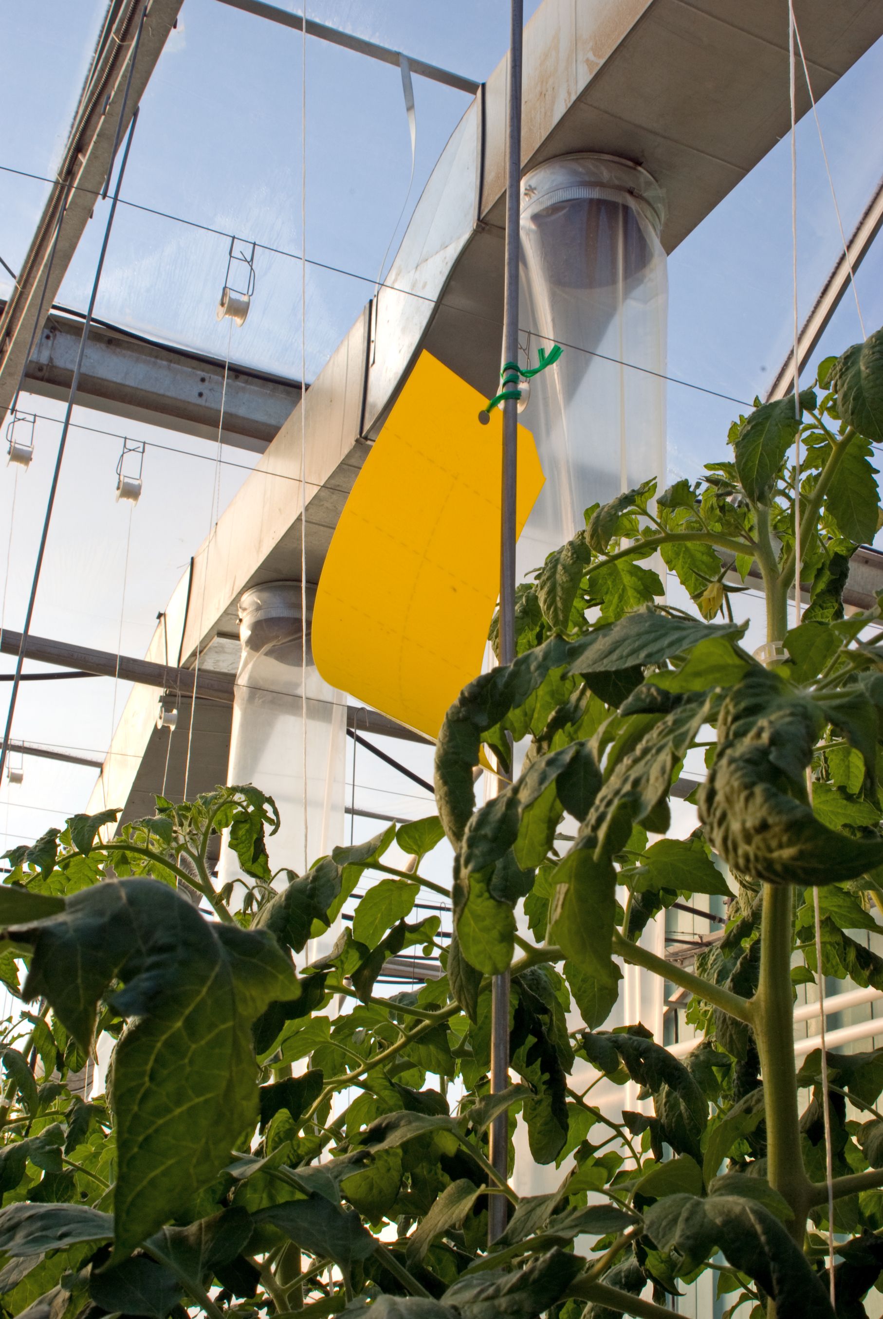 integrated pest management