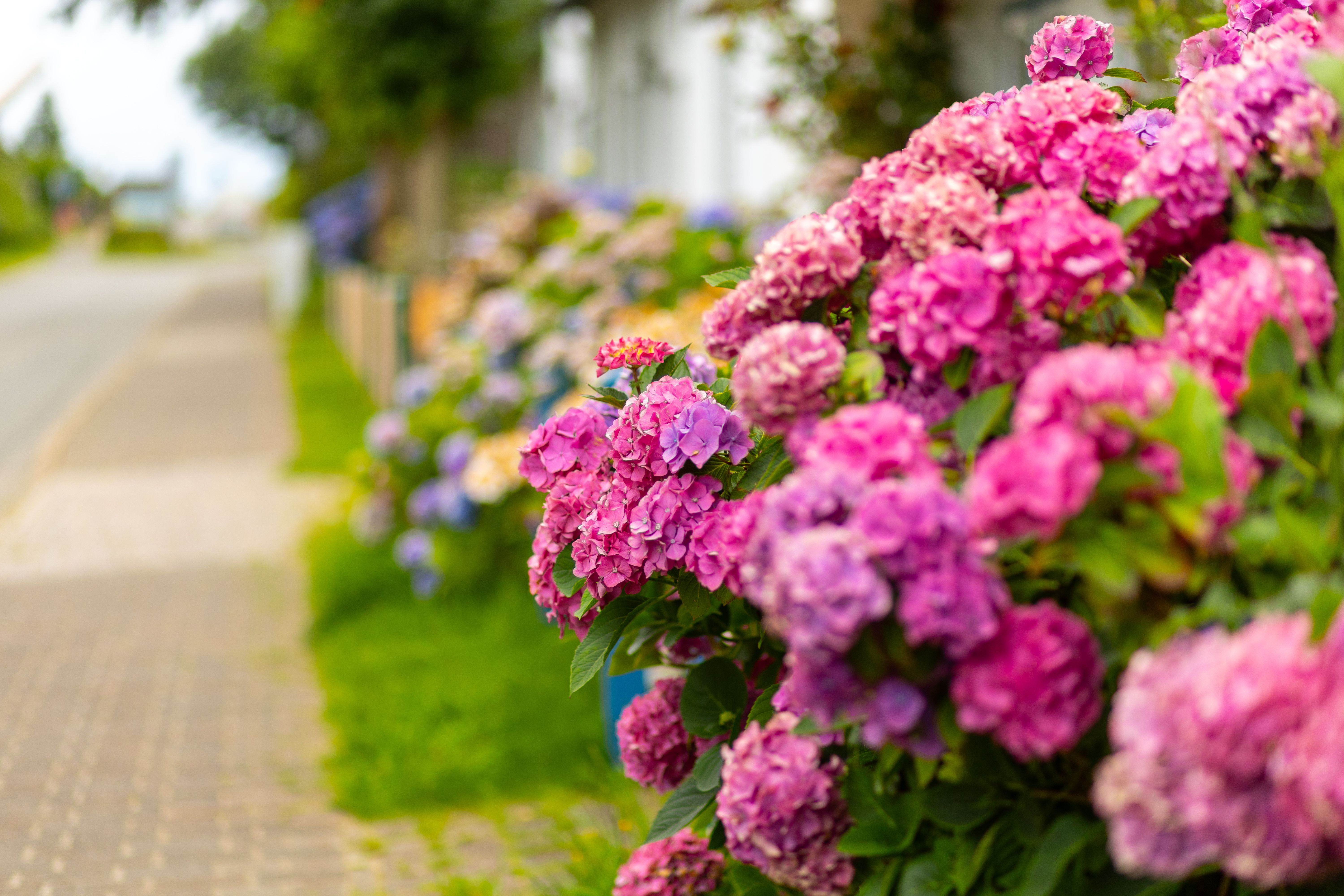 Vibrant hydrangea flowers blooming along a peaceful sidewalk in springtime, enhancing the neighborhood's charm and natural beauty Vibrant hydrangea flowers blooming along a peaceful sidewalk in springtime, enhancing the neighborhood's charm and natural beauty