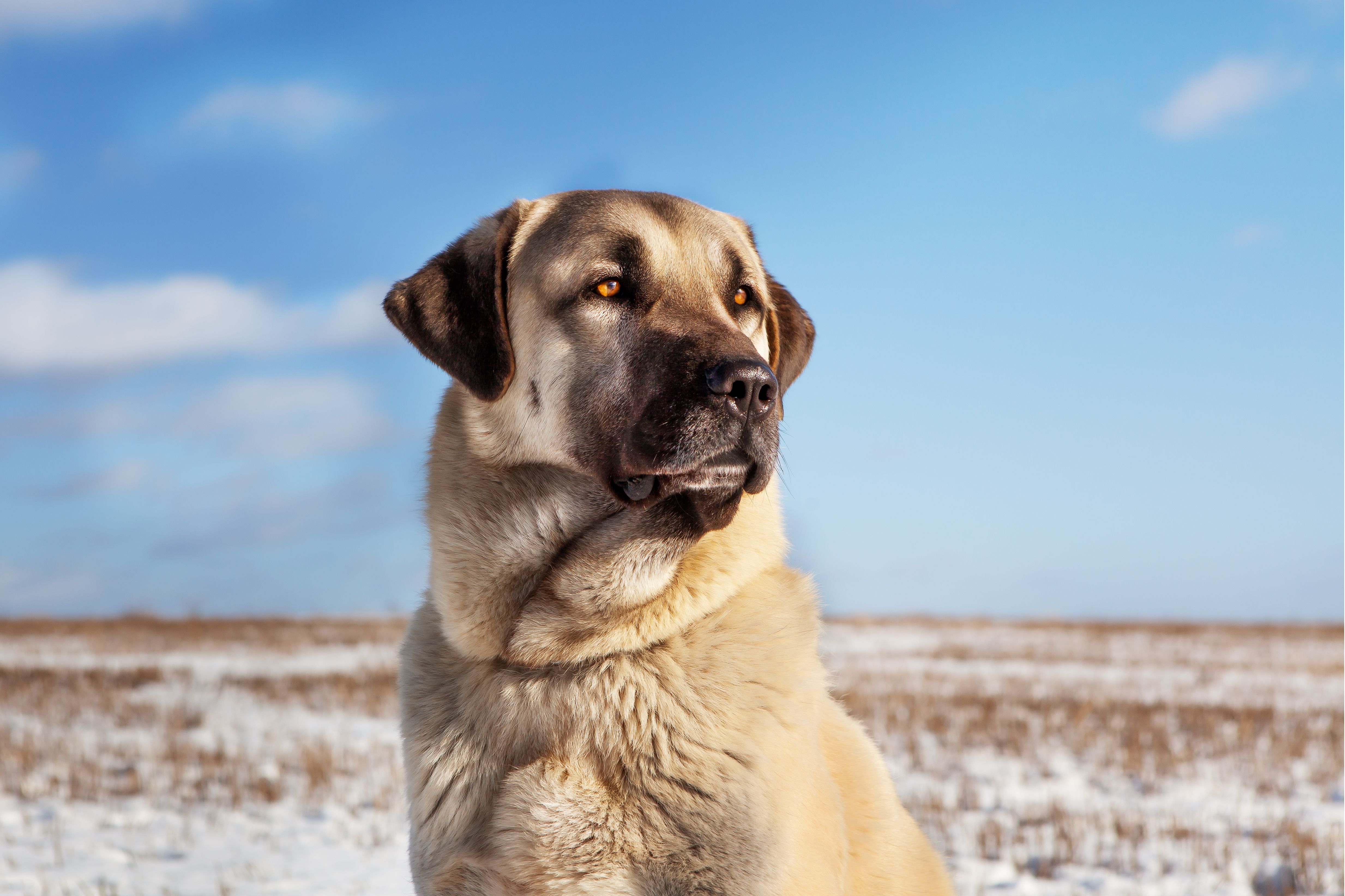 guard dogs farm