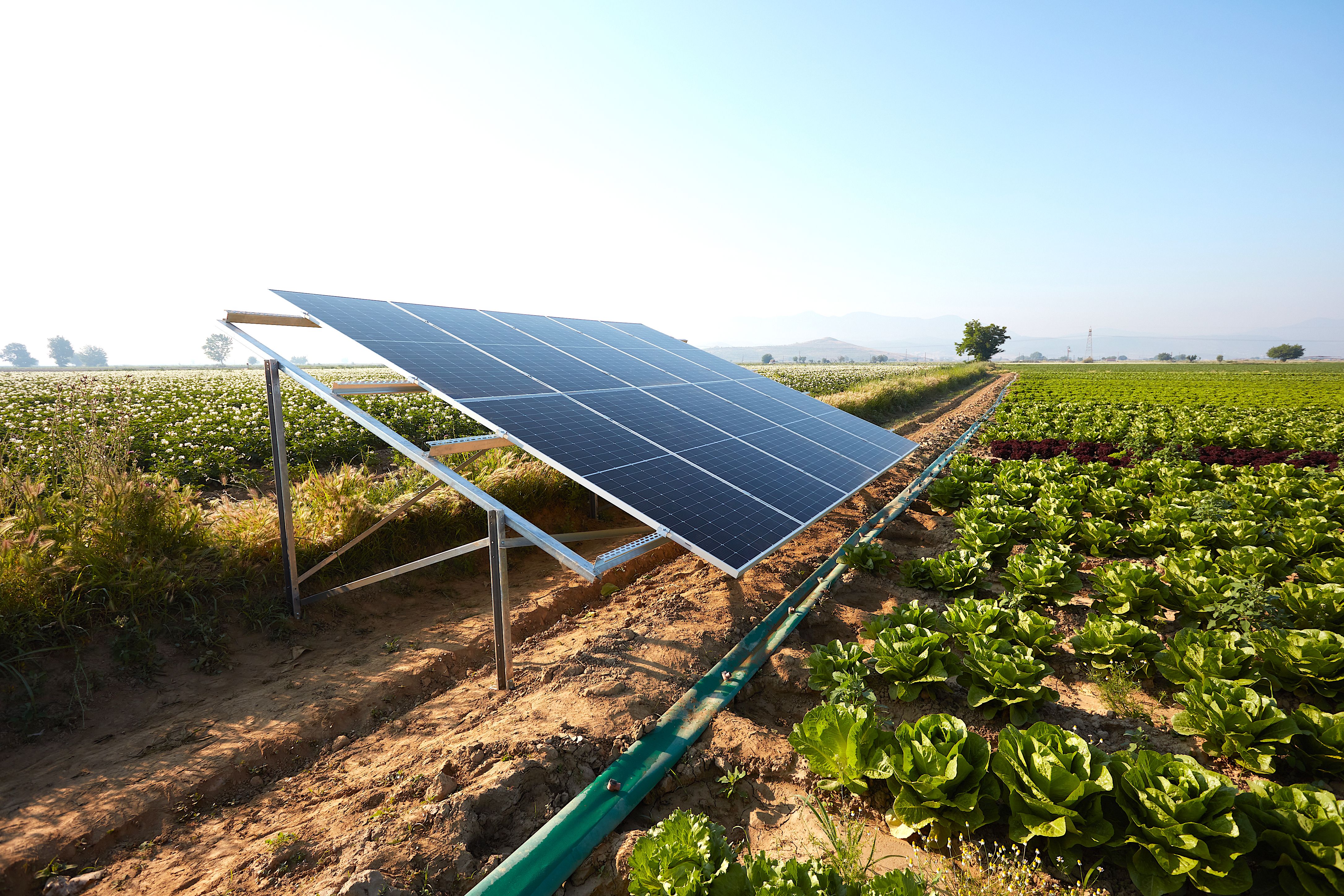 solar farm agriculture