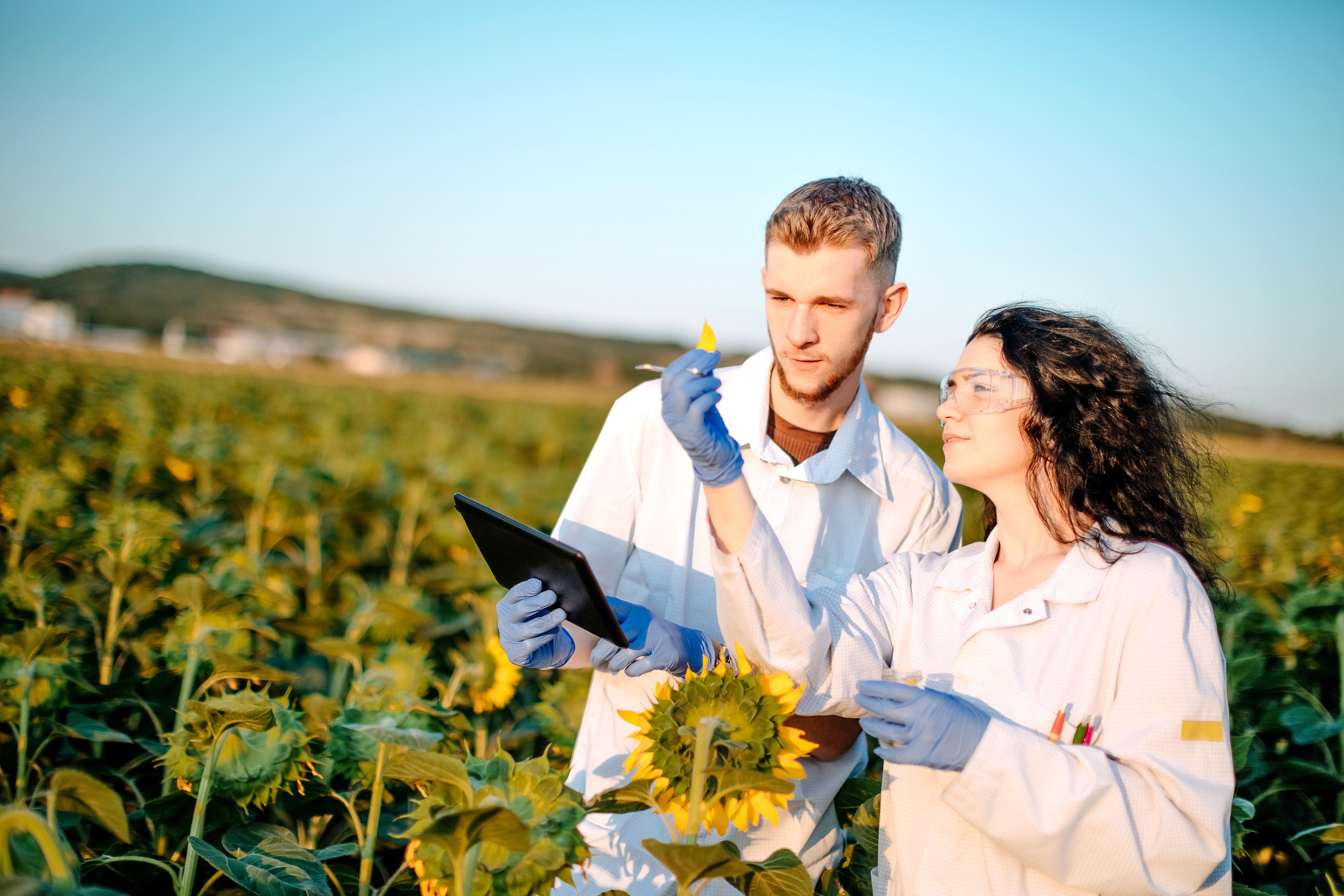 Working in sunflower field Working in sunflower field