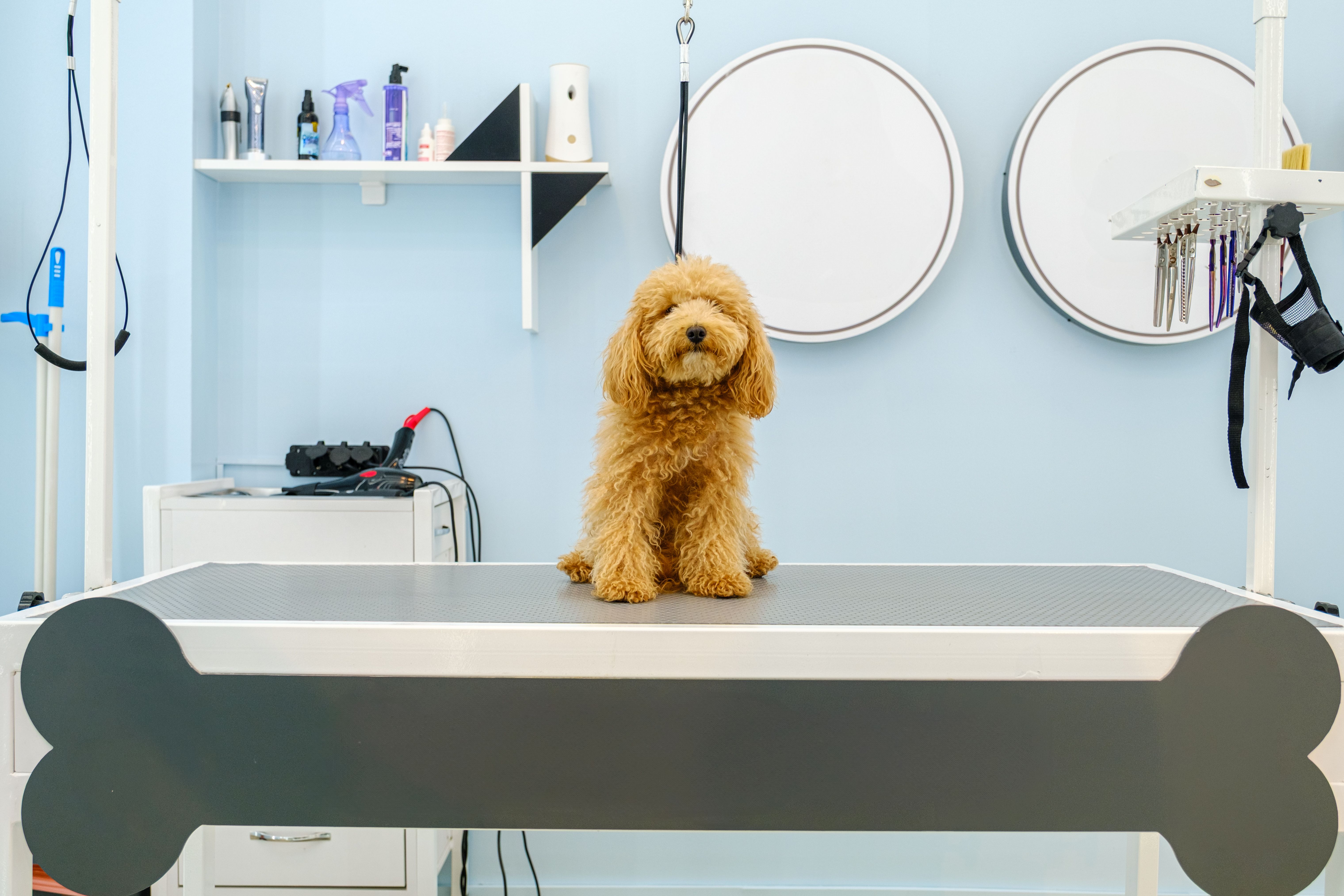 pet waiting for grooming