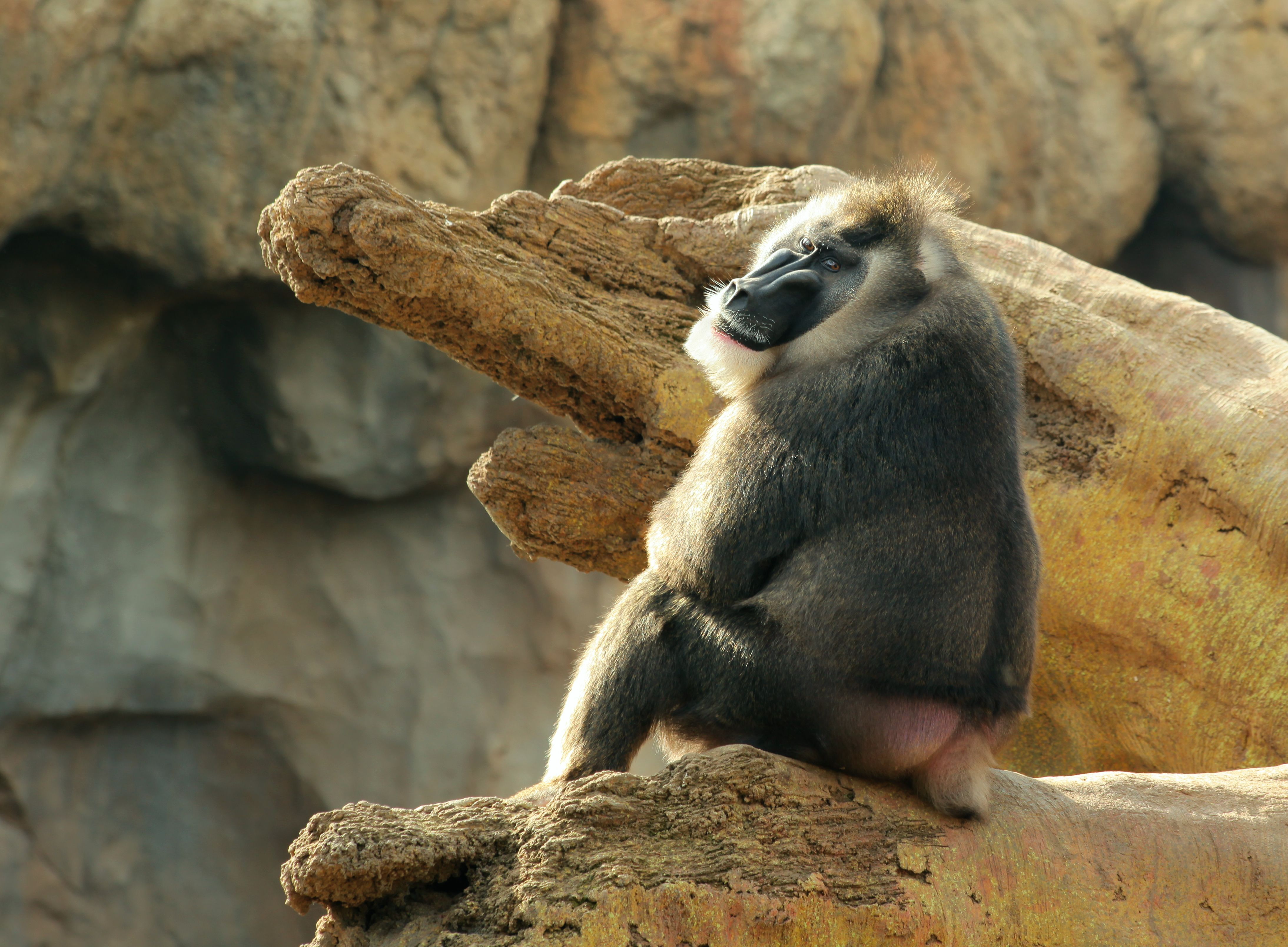 Mandrill
