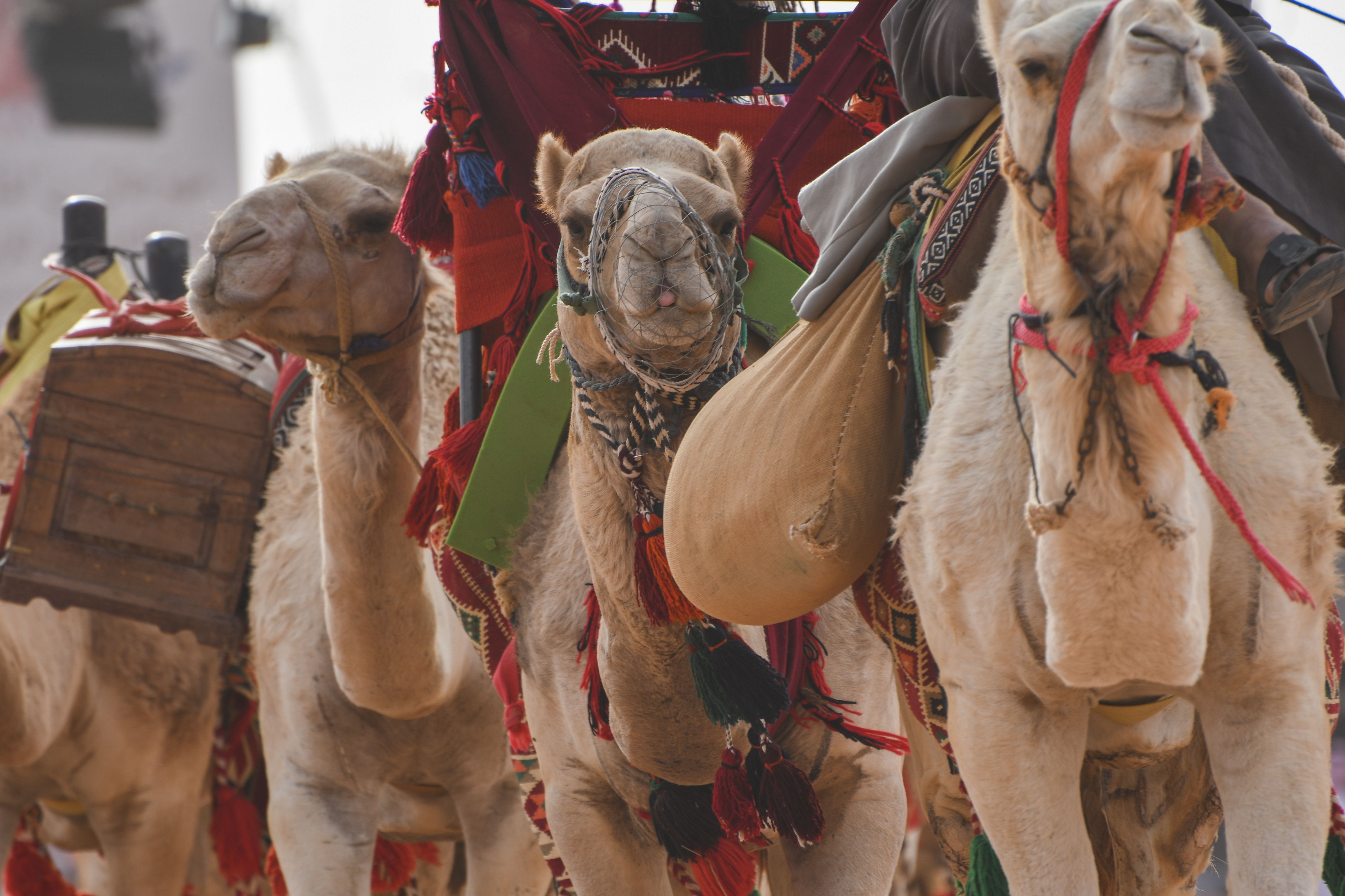 saudi festival