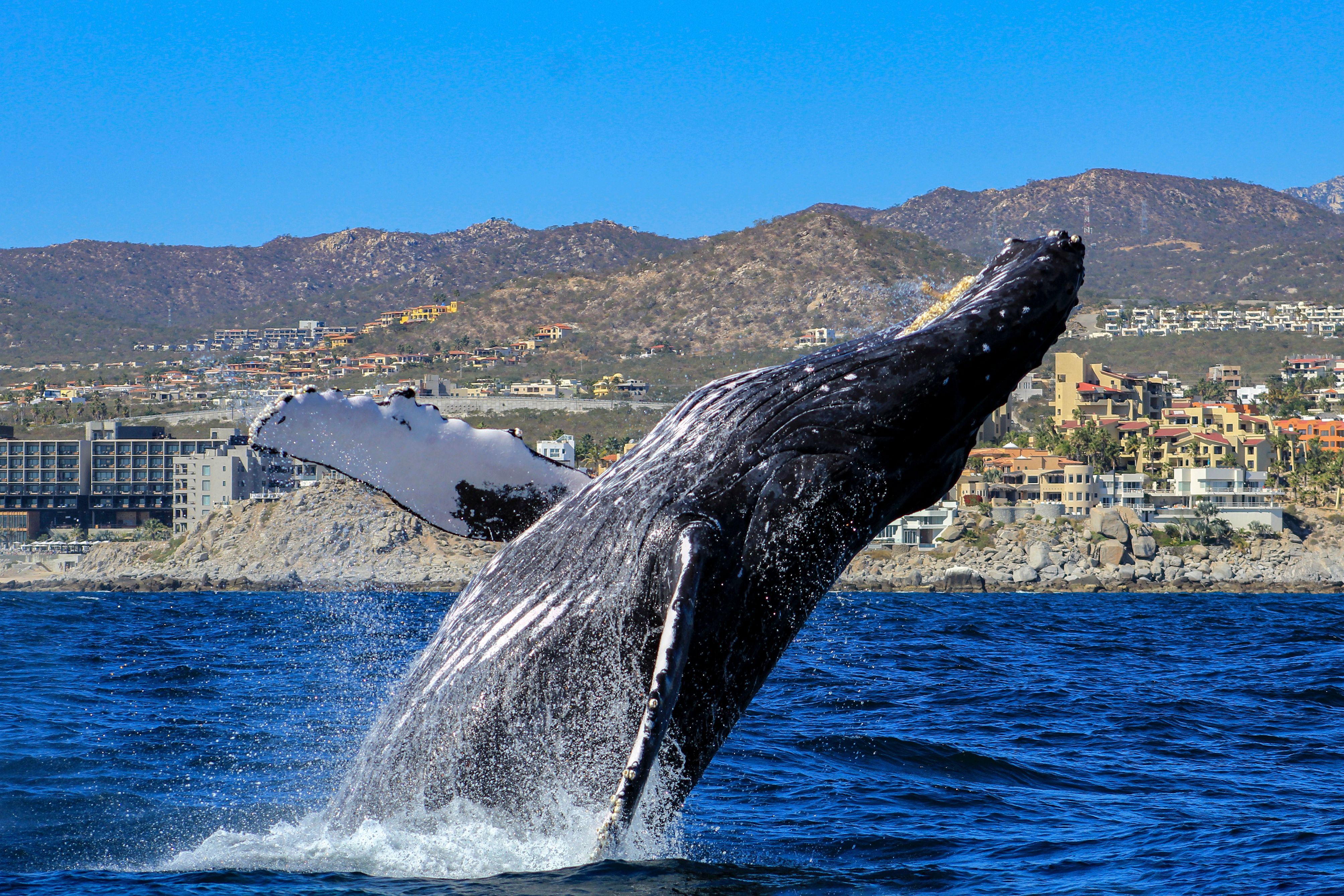 cabo ocean