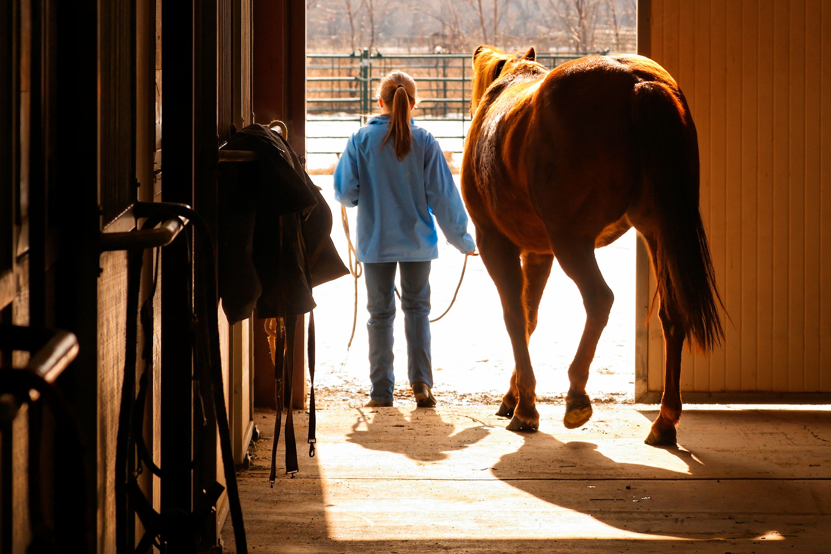 horse stable winter