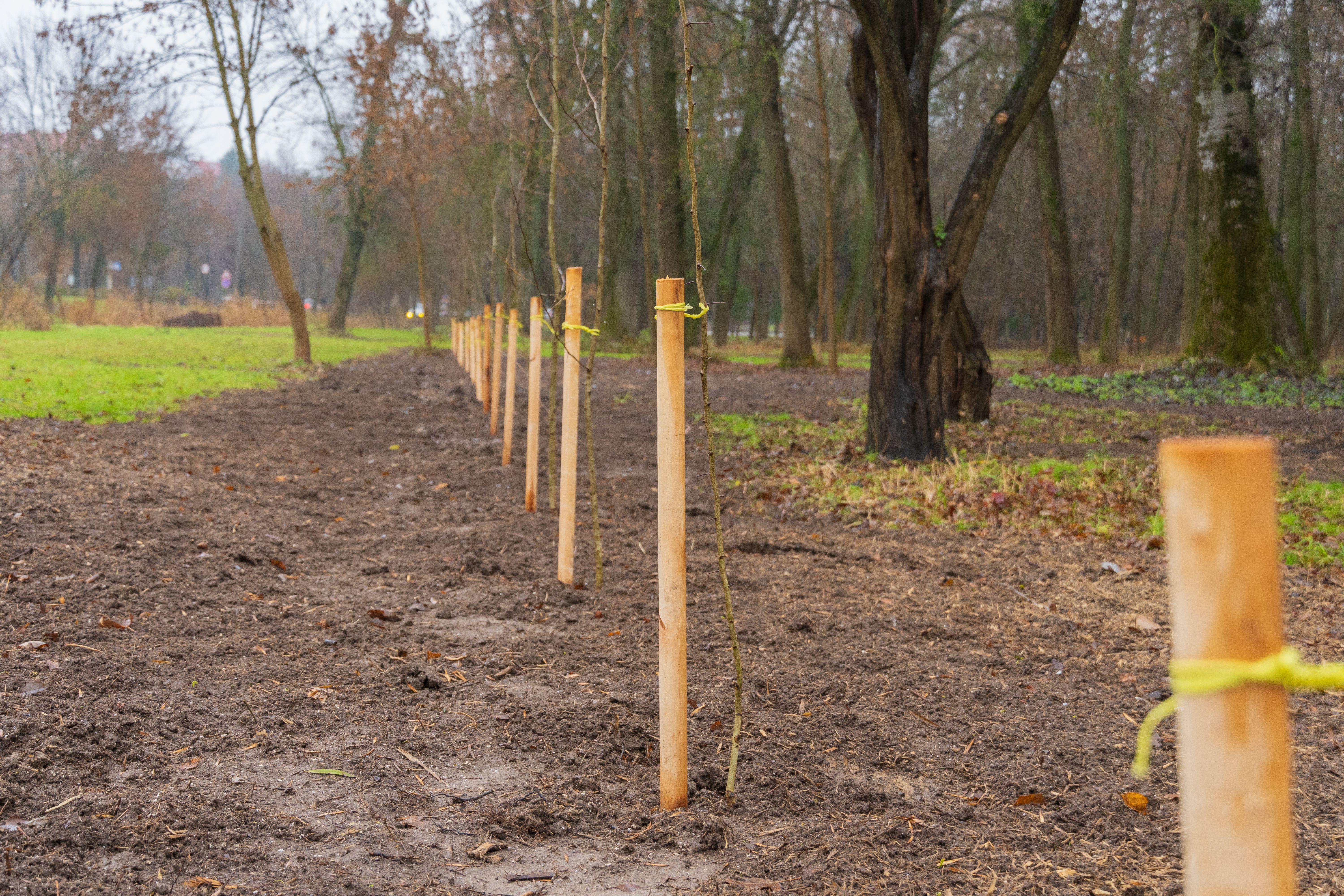 sustainable forestry