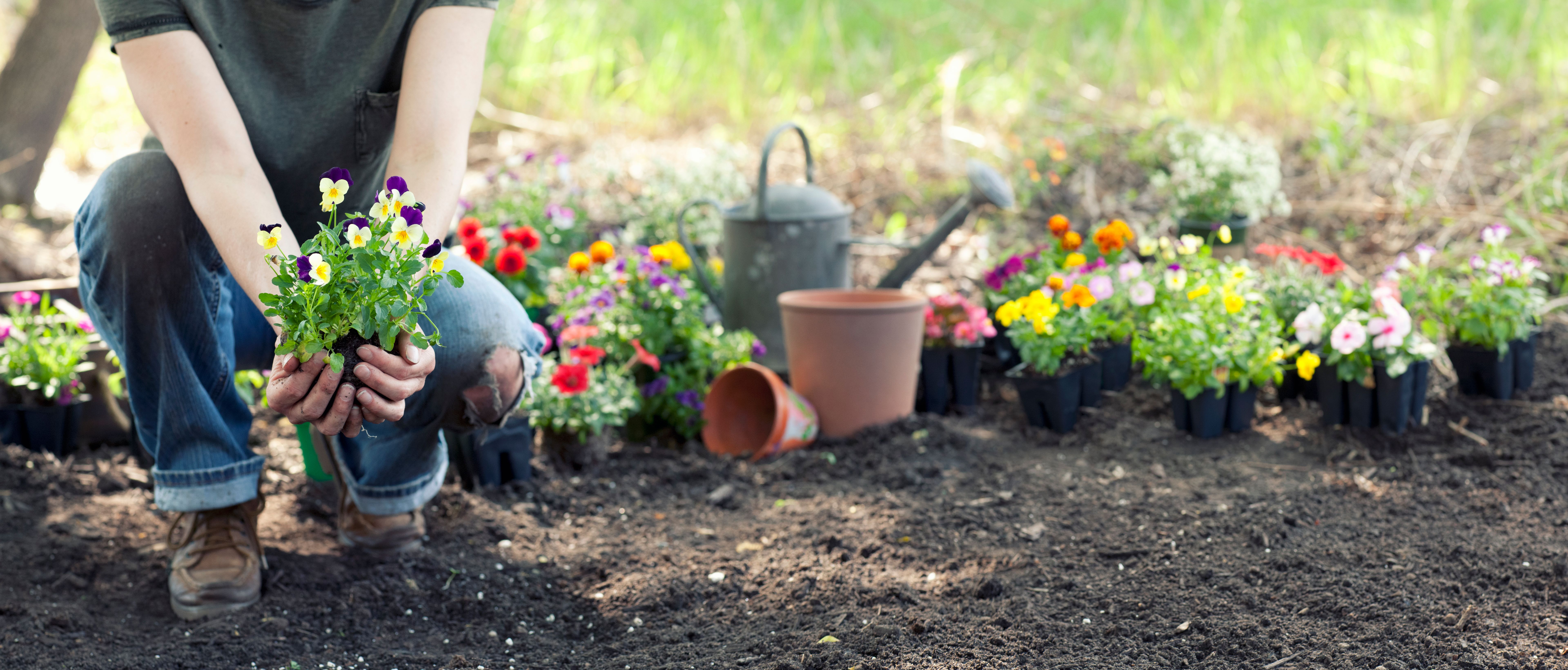 flower vegetable planting