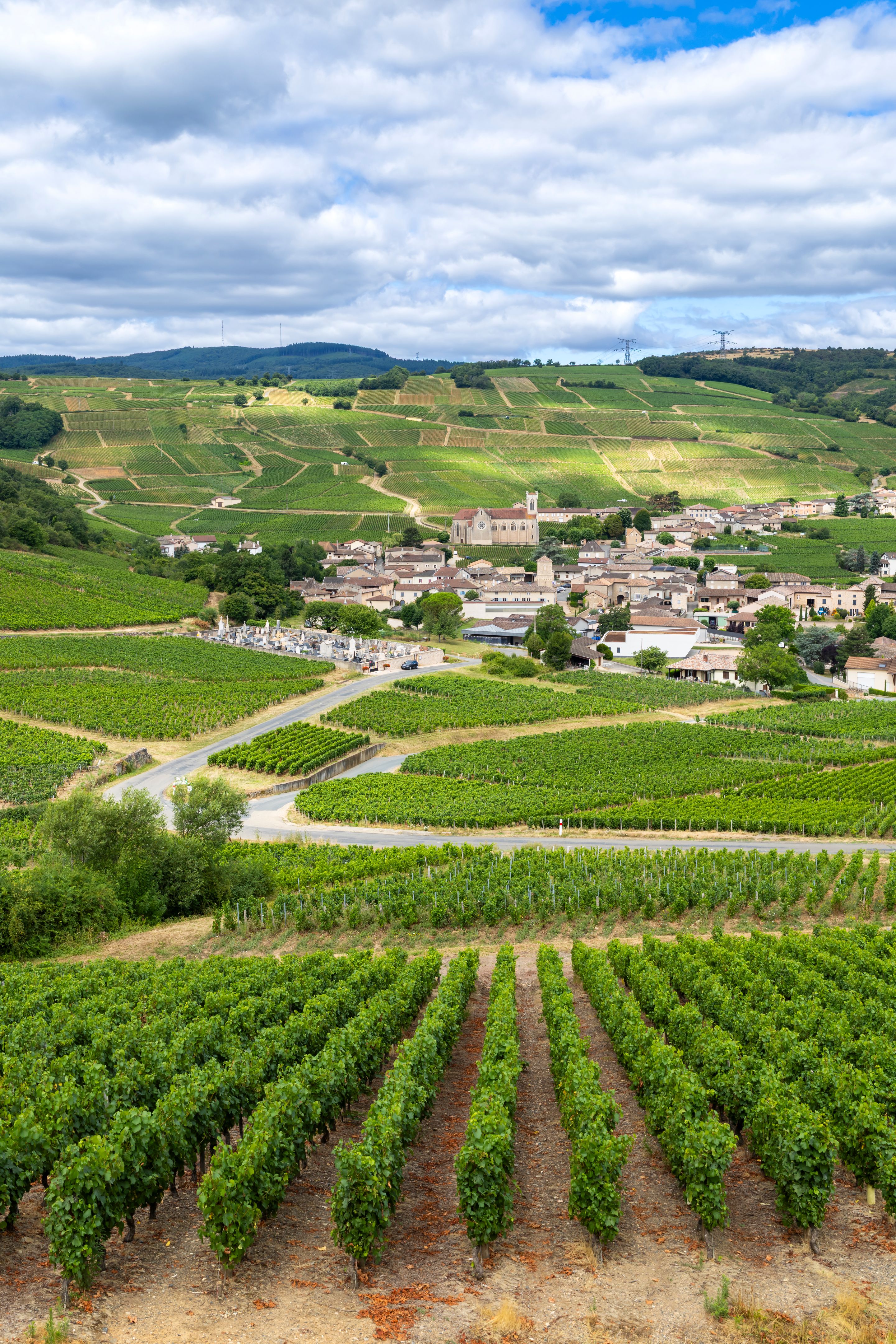 french vineyard