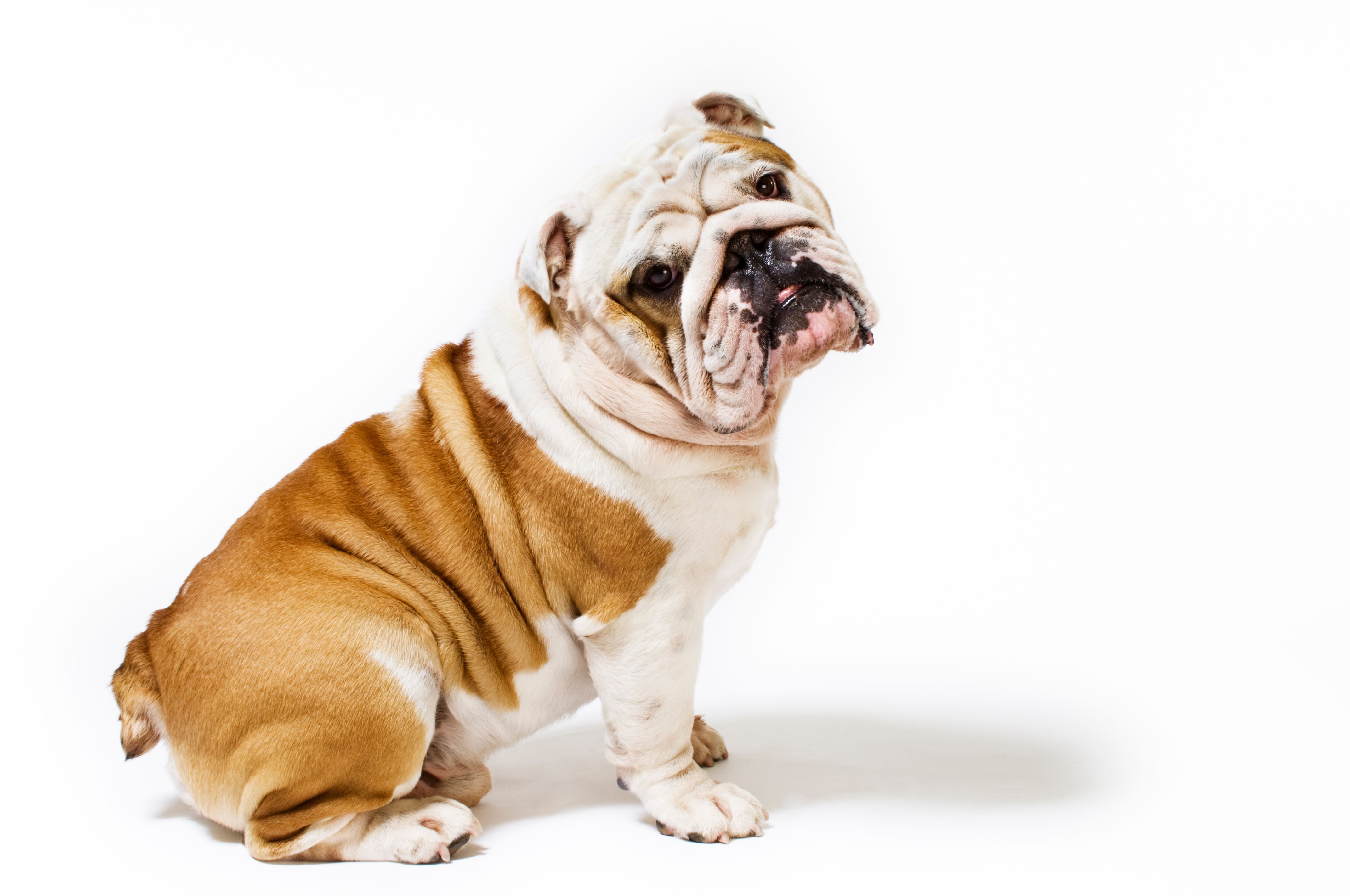 Portrait of British Bulldog White Background Portrait of British Bulldog White Background