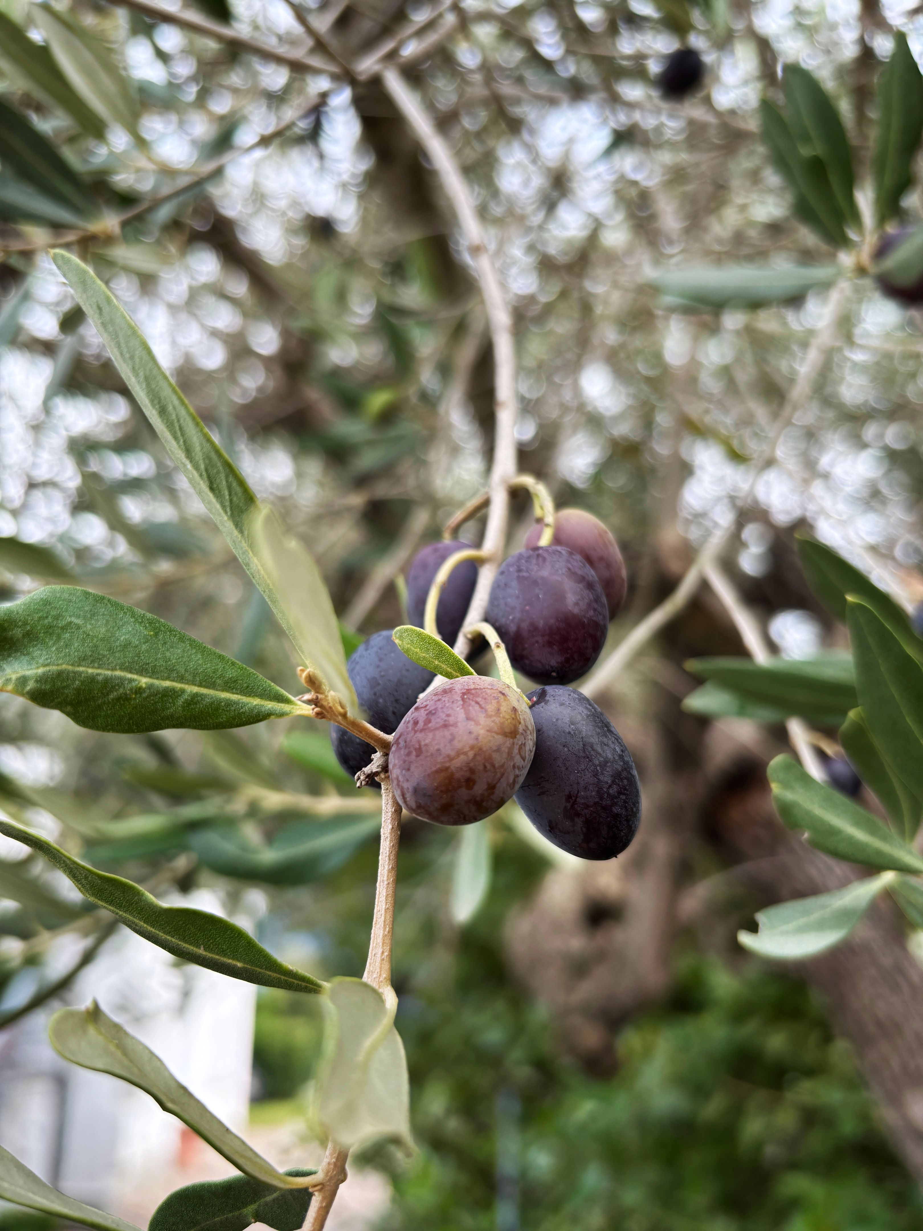 olive oil certification