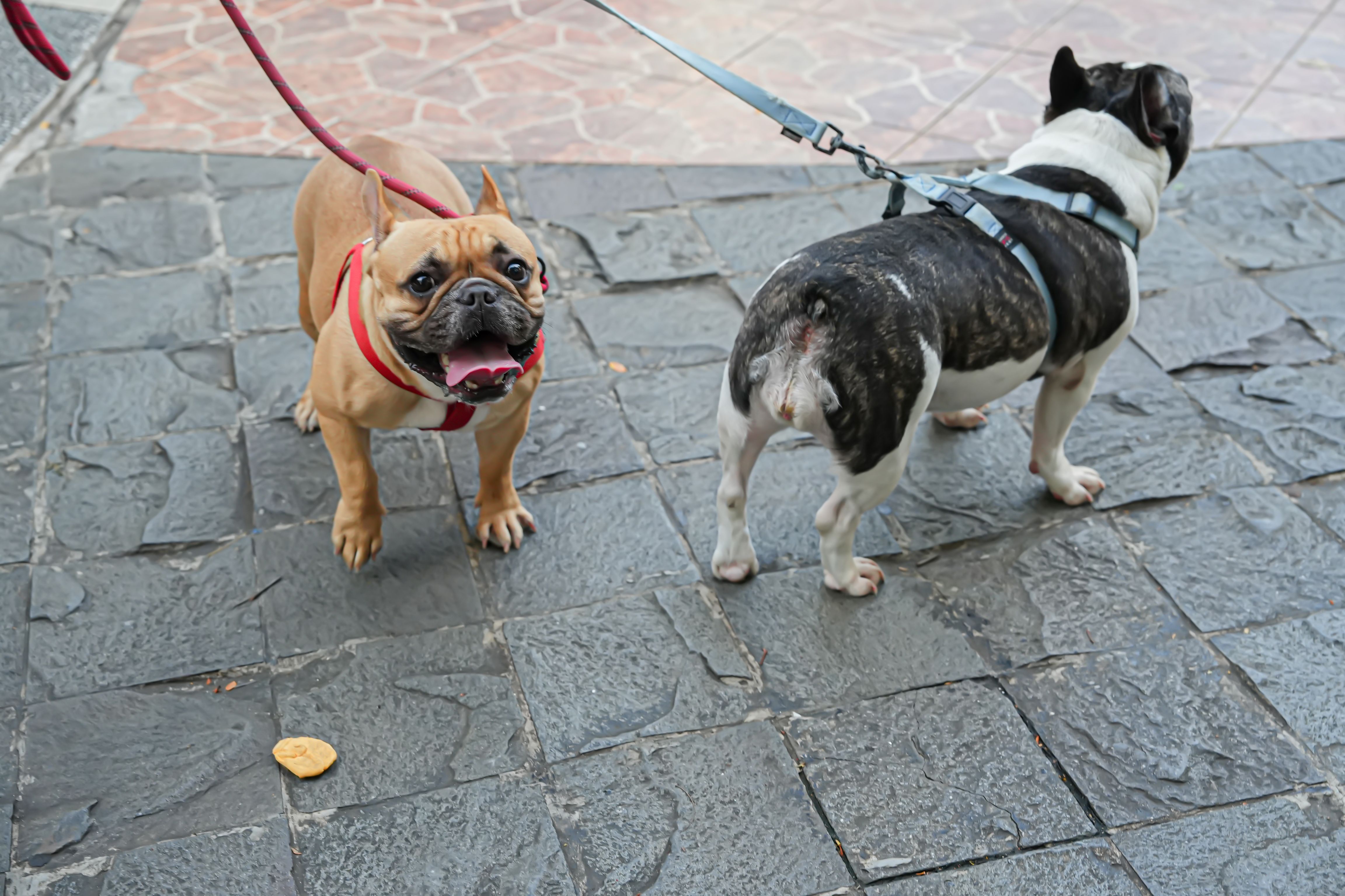 Bulldog dogs are playing in the park Bulldog dogs are playing in the park