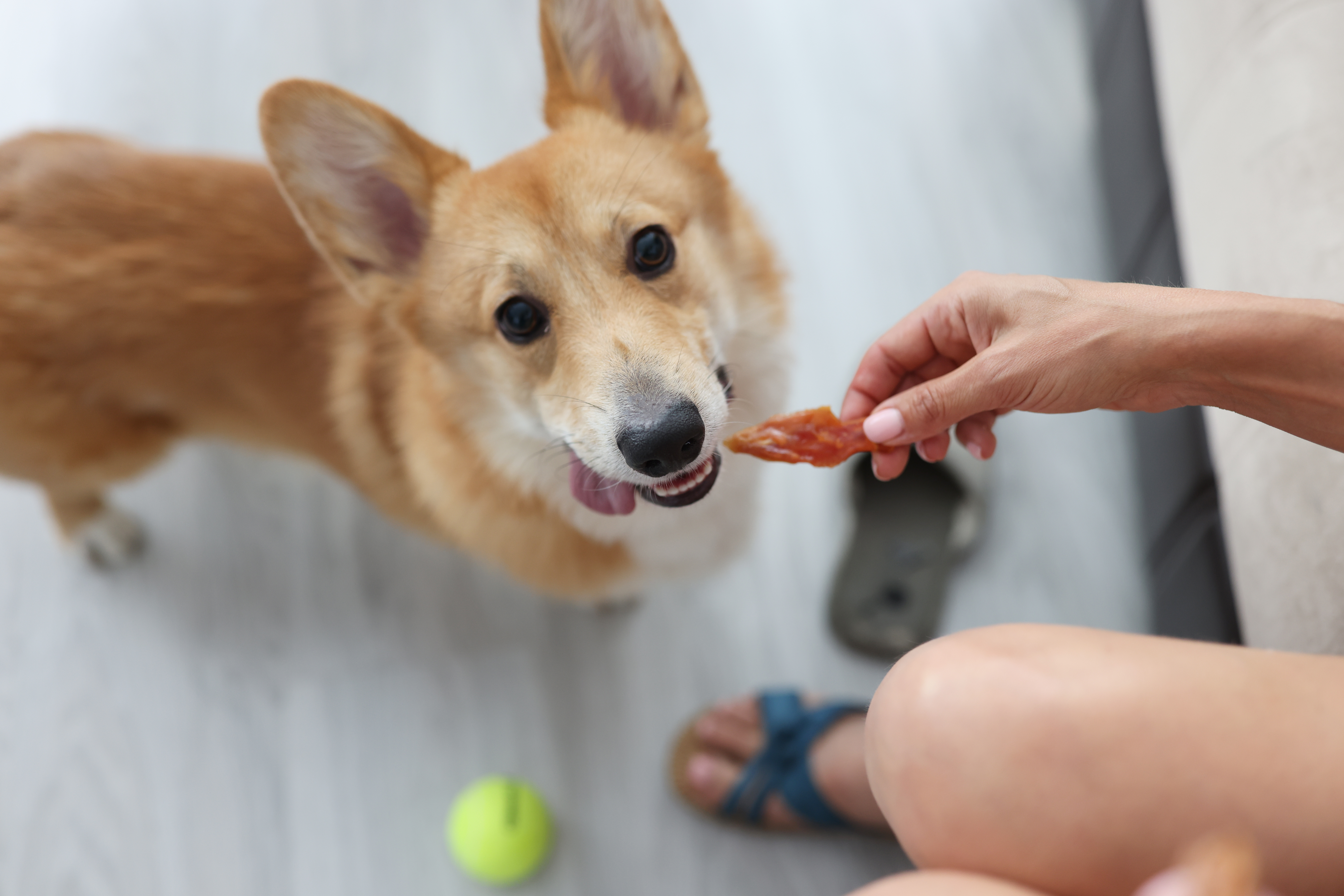 Woman giving corgi dog piece of meat at home